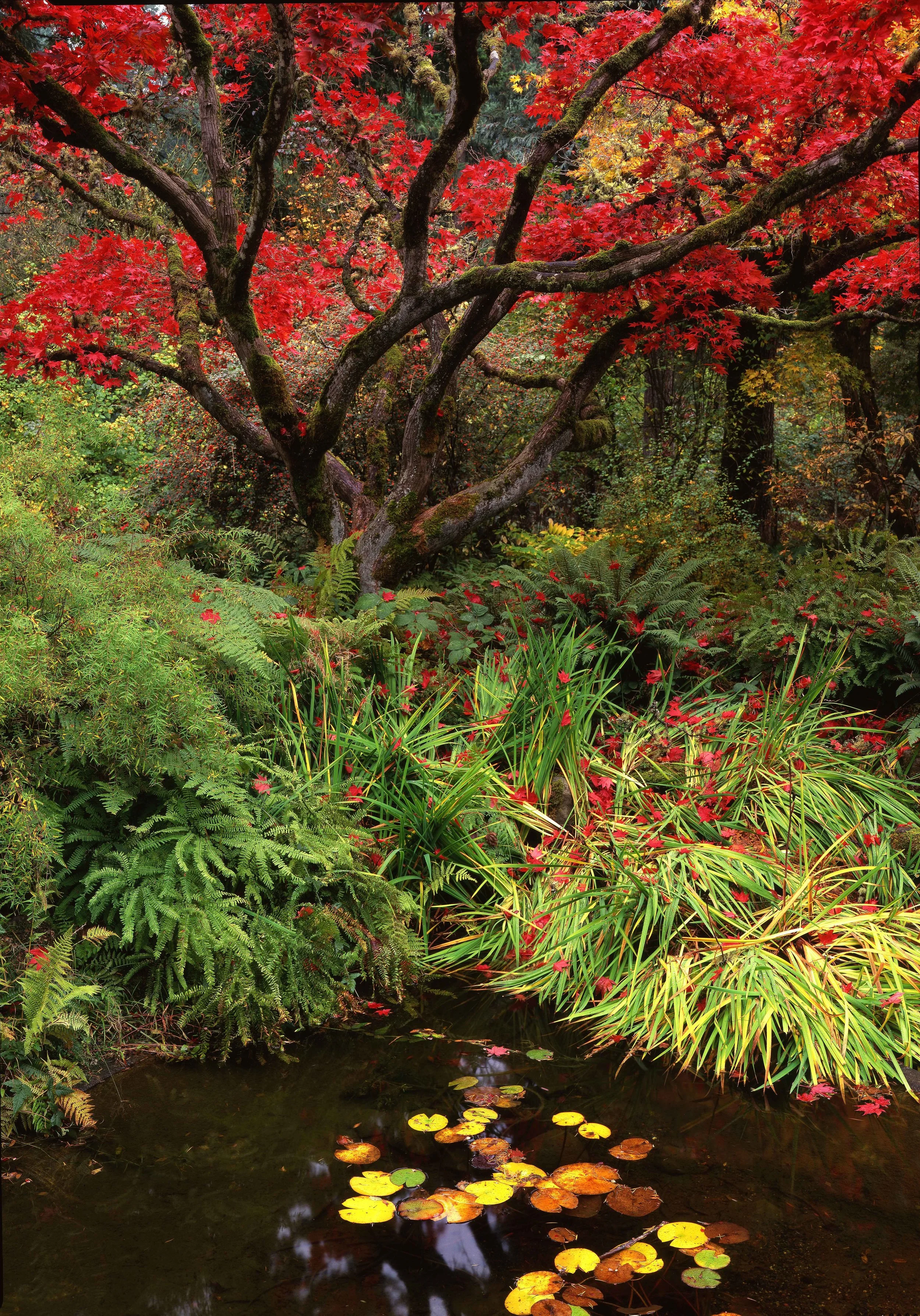Lilly Pads and Ferns, Oregon
