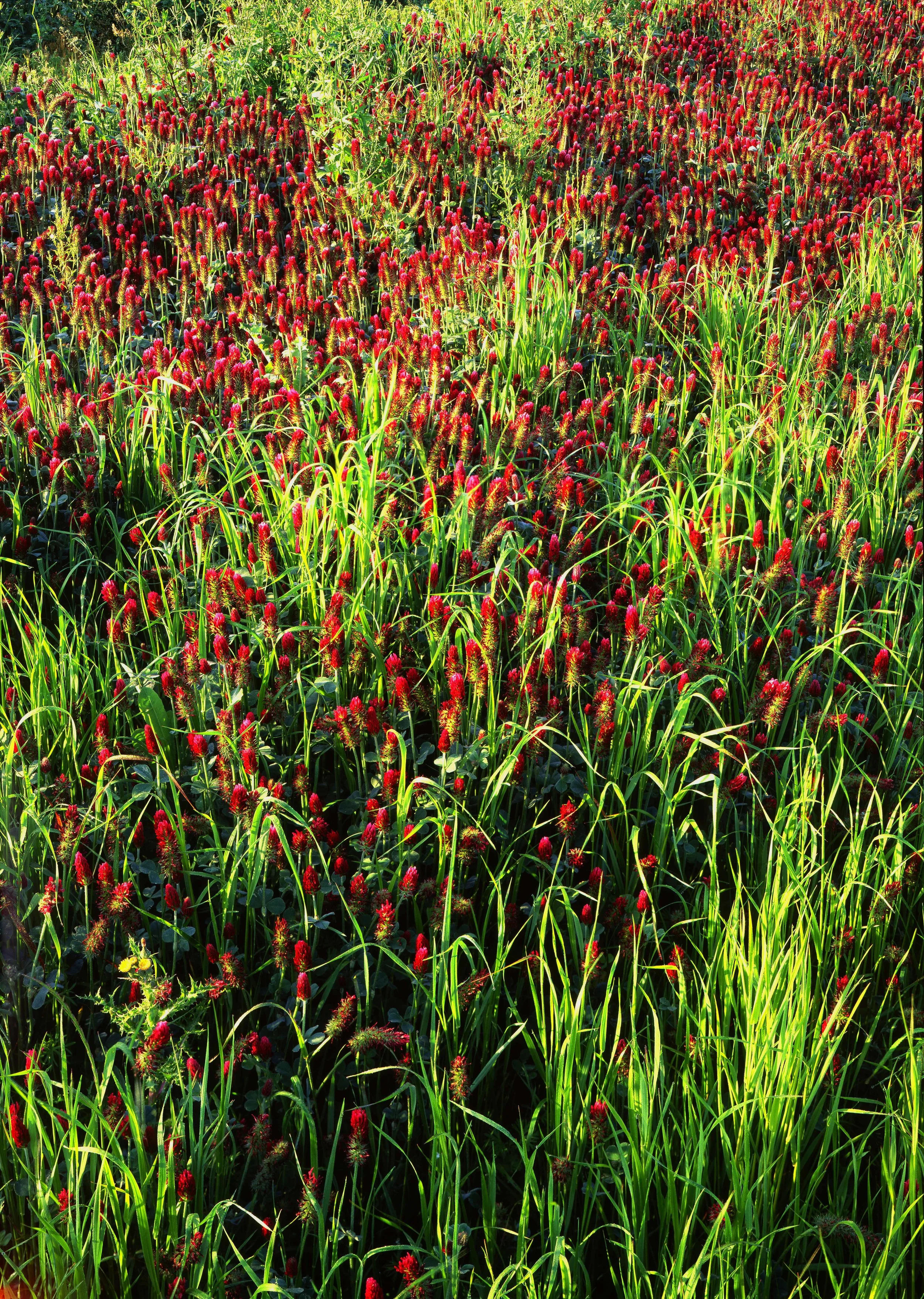 Clover Field, Oregon