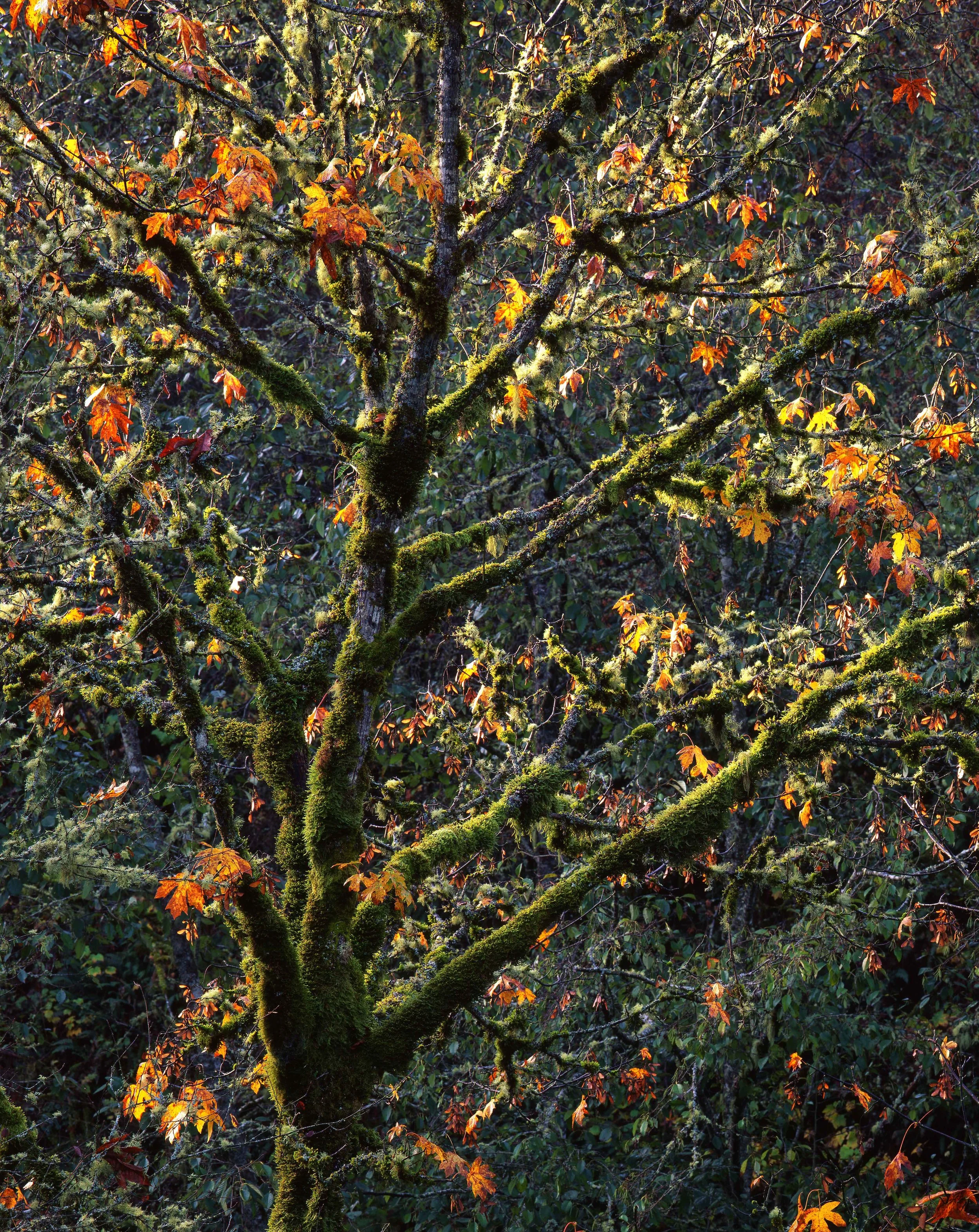 Mossy Maple Tree, Oregon