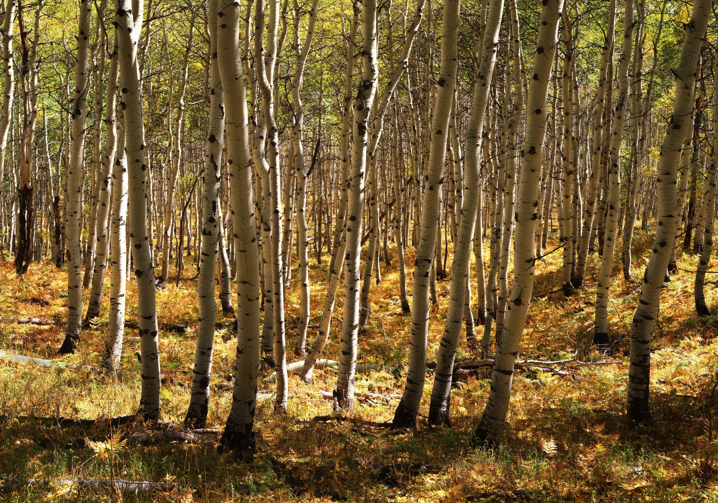 Aspen Grove, Oregon
