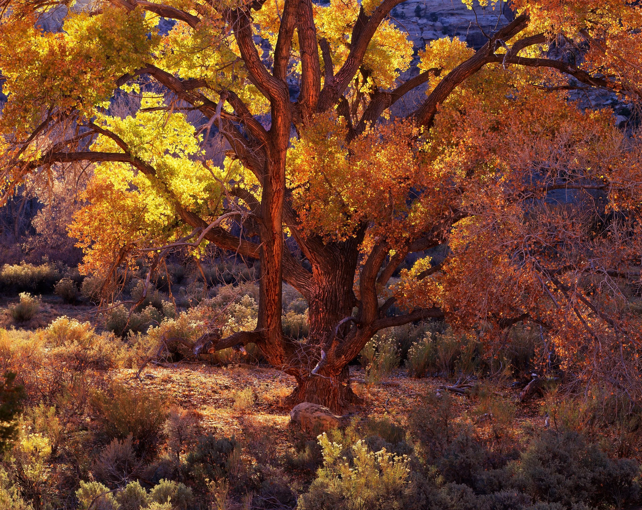 Cottenwood Tree, Utah