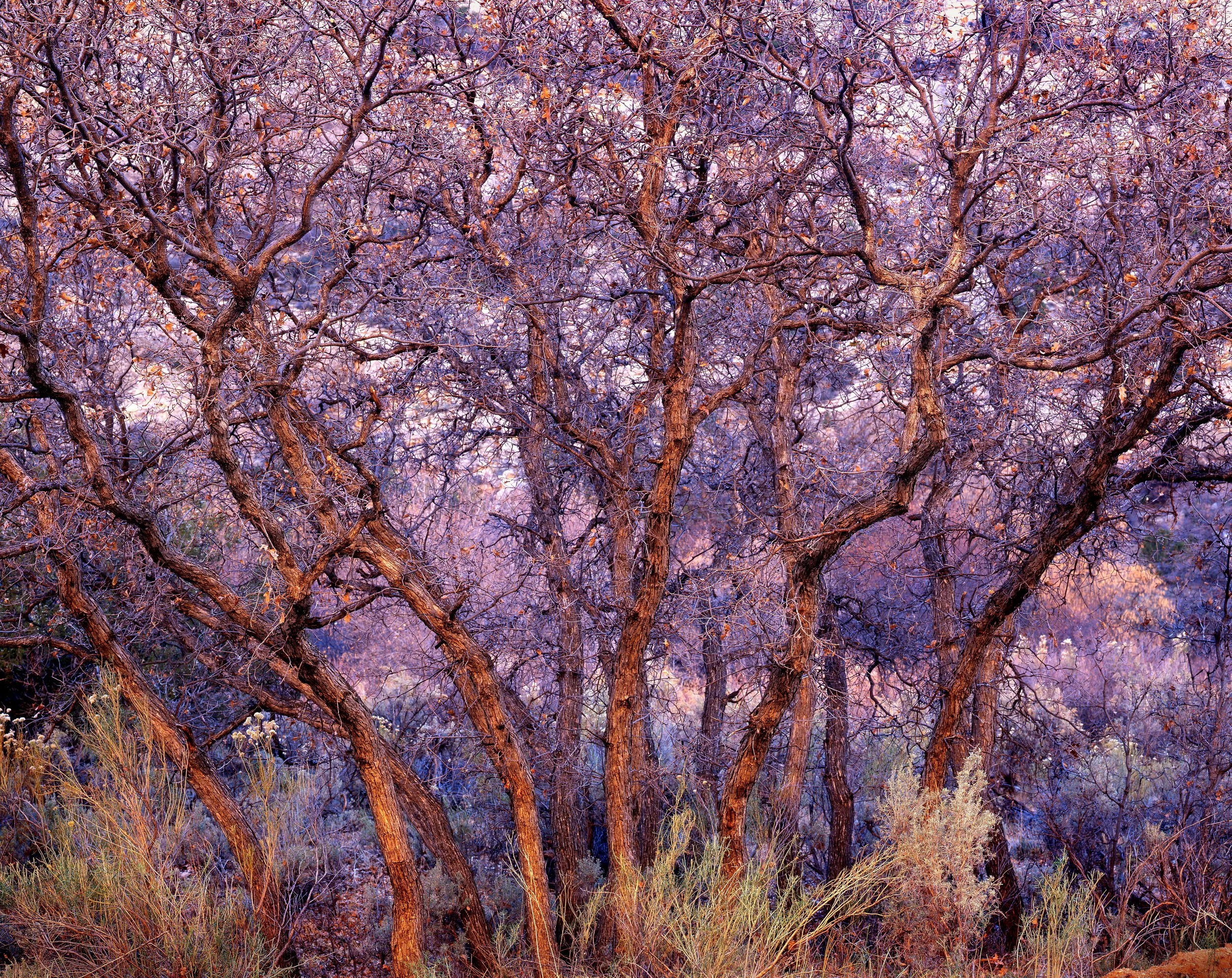 Tangled Trees, Utah