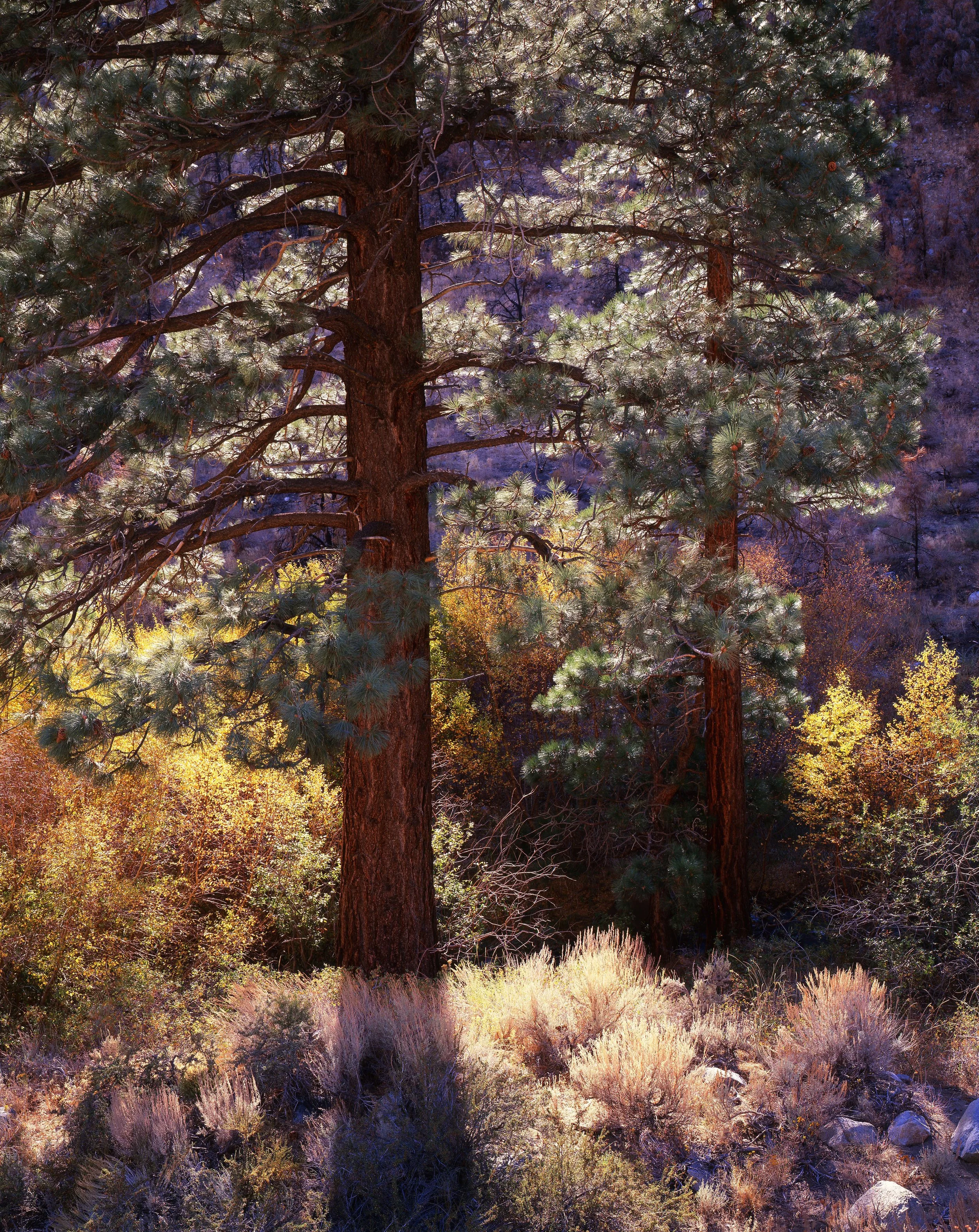 Two Trees, Utah