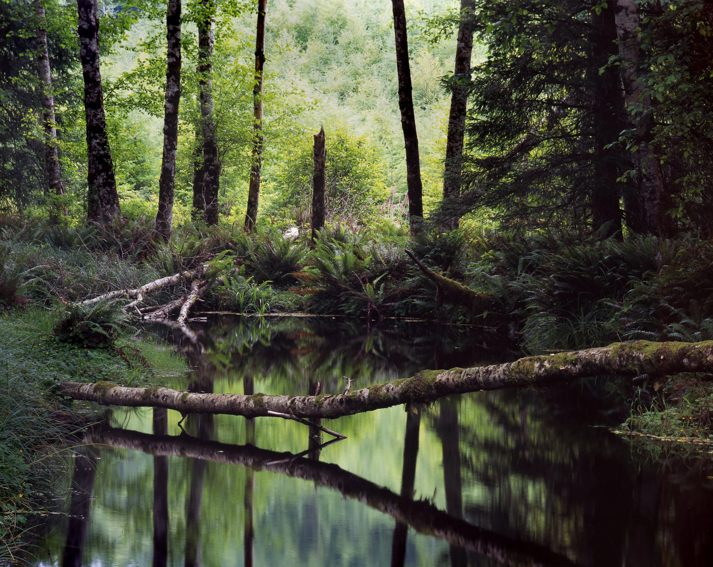 Fallen Tree, Washington