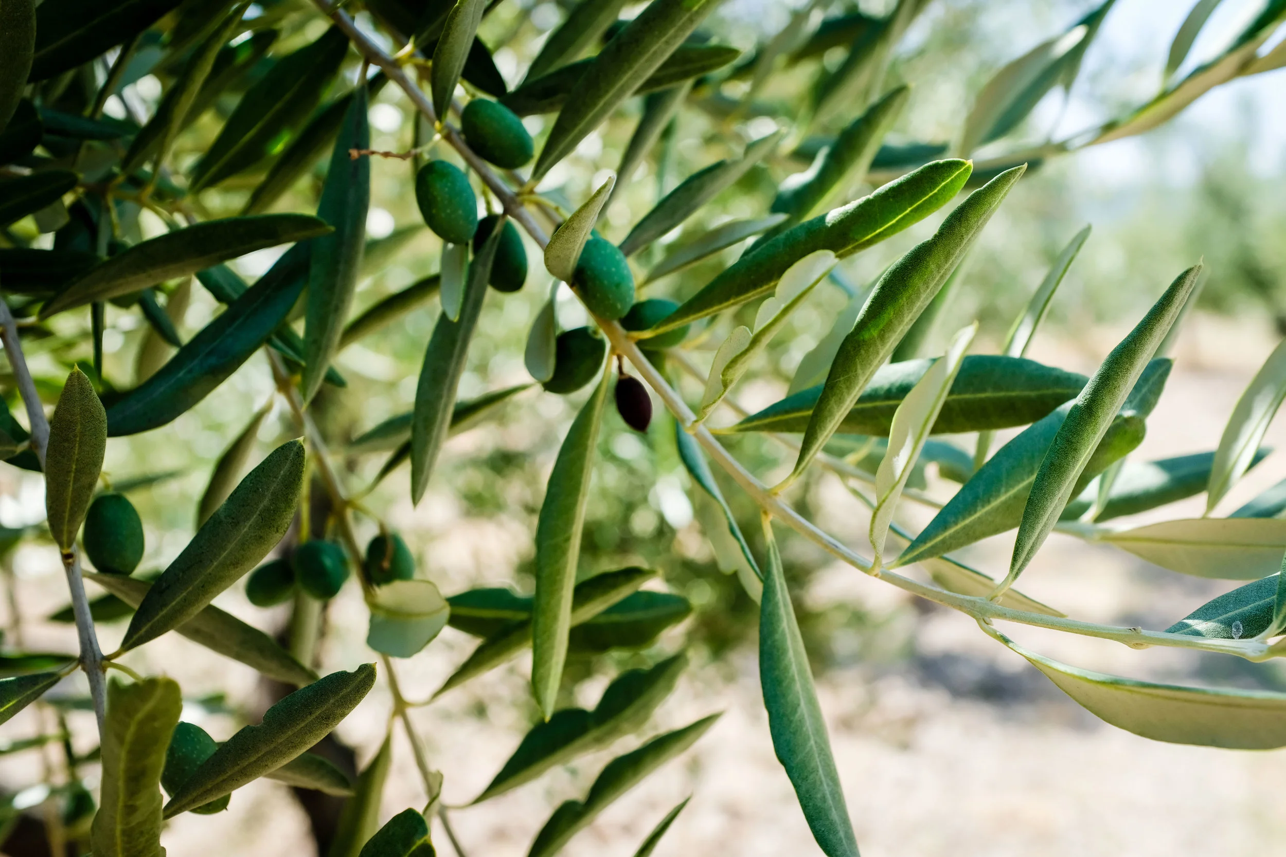 olives-olivy.jpg