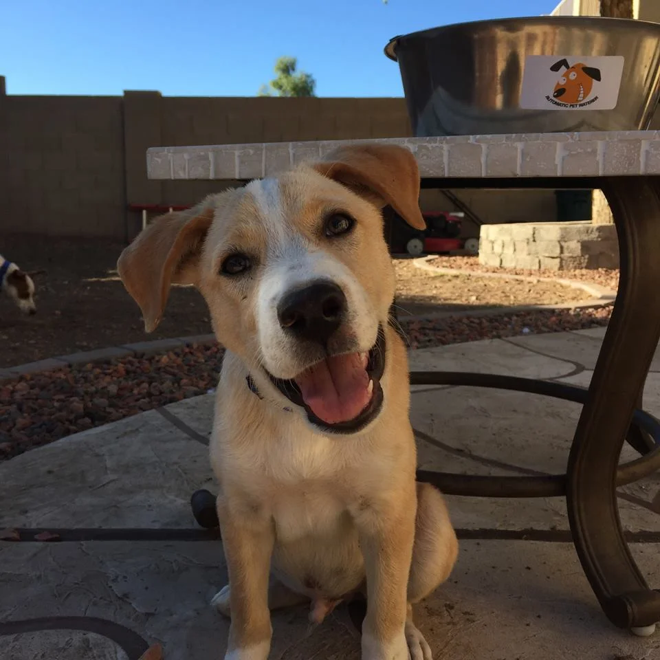 sunshine canyon dog rescue