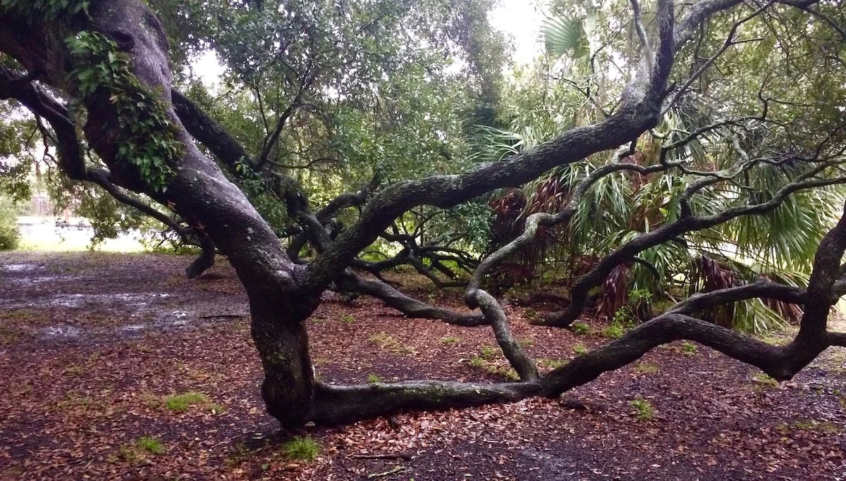 City park oak-min.jpeg