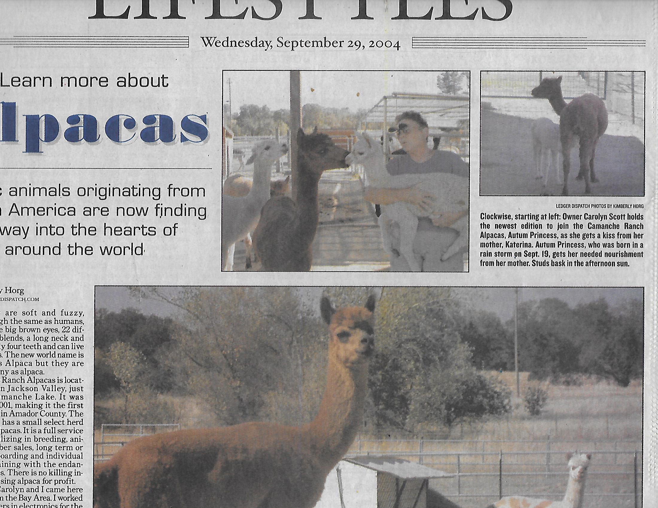 Alpacas.jpg