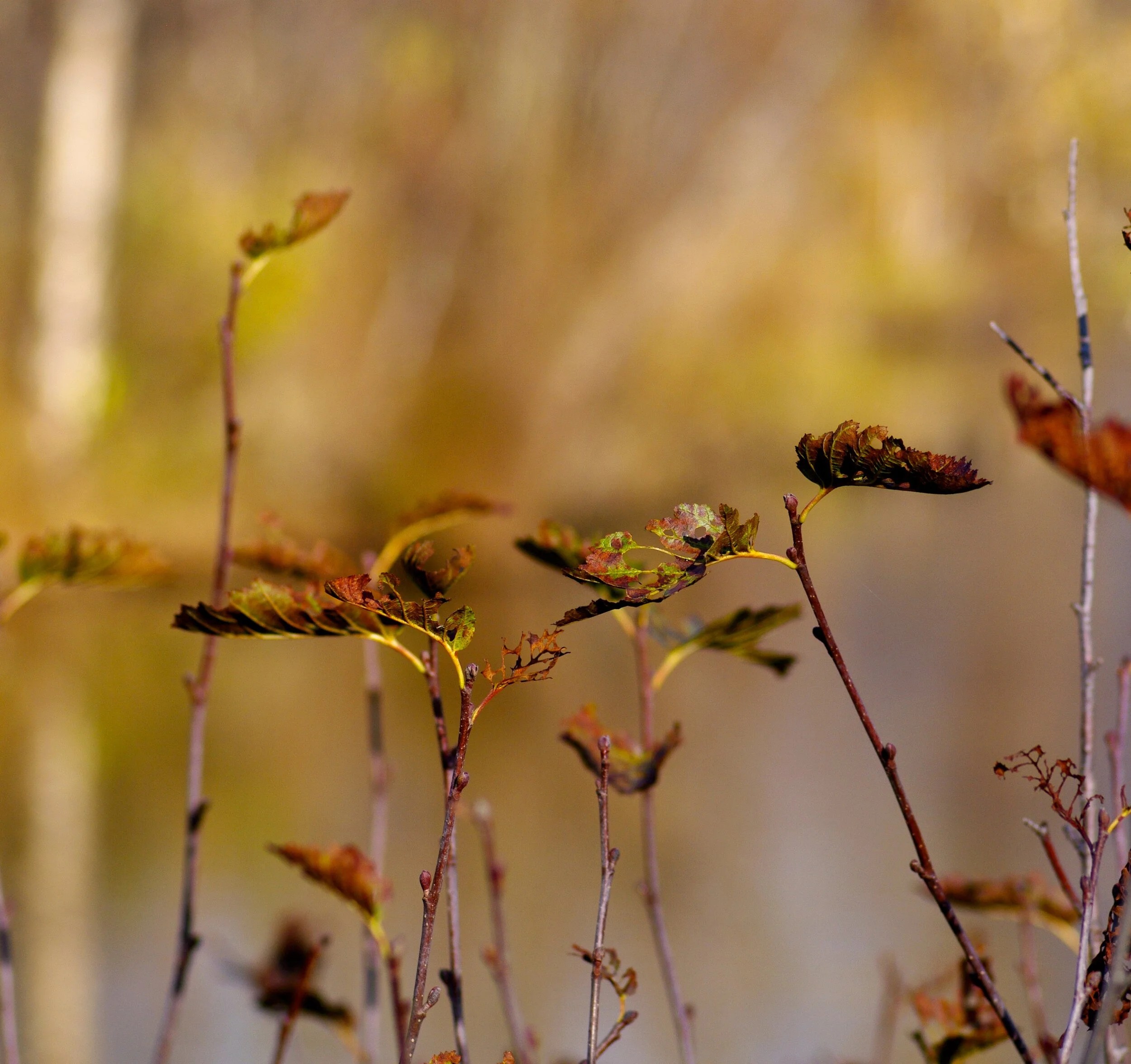 Fall: A Blustery Season: Finding your Ground! 