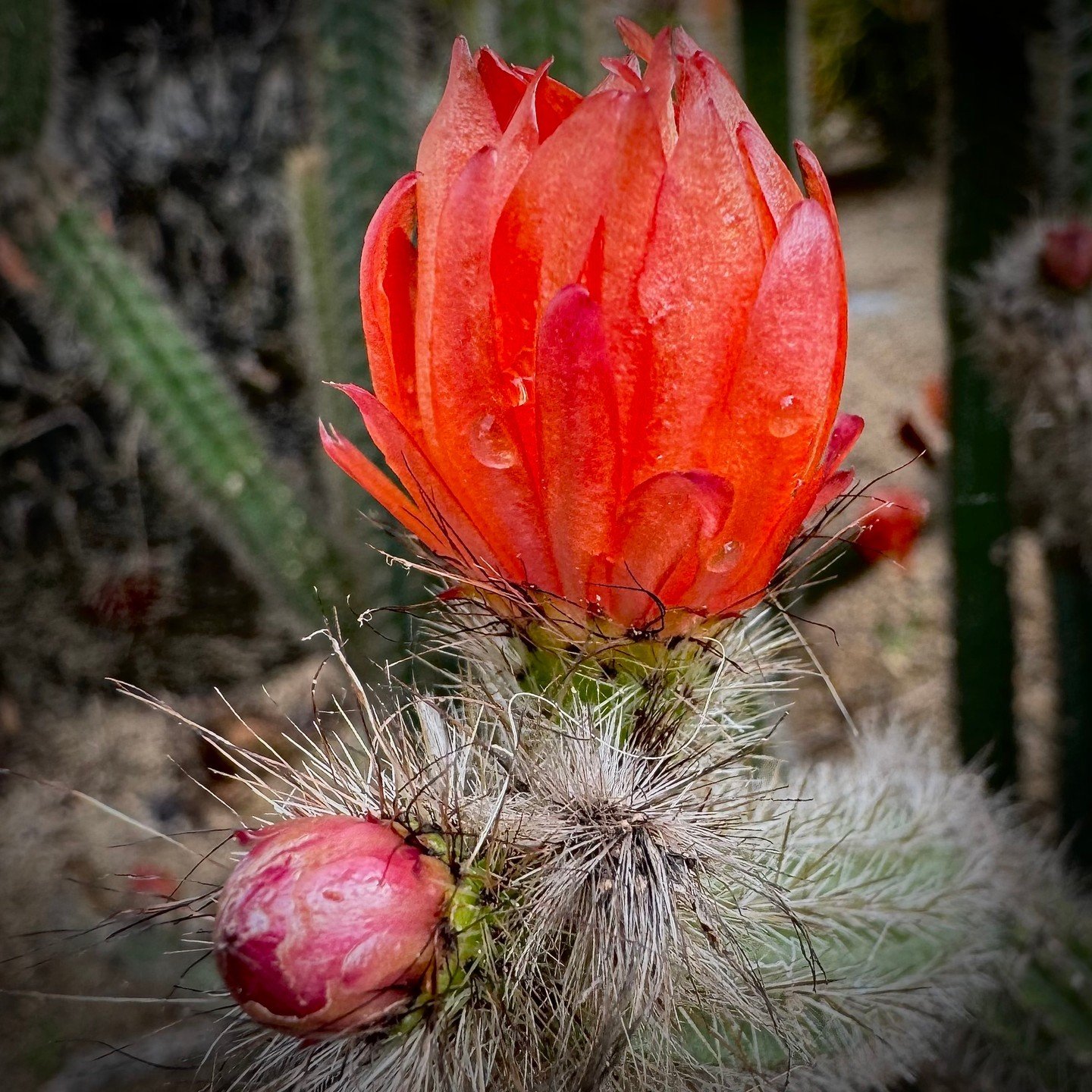 I've been reading &quot;The Power of Wonder&quot; by Monica Parker and have been practicing slowing down, taking wonder walks, getting deeply curious and witnessing what catches my attention, what it feels like when I am fully immersed, and how lovel