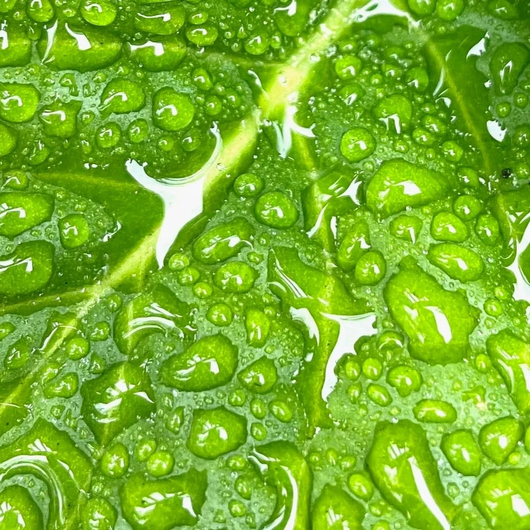 Fall Invites Quiet Listening