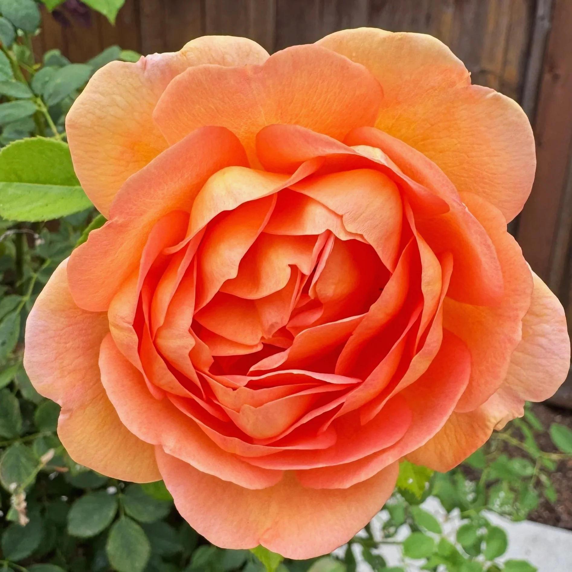 Resilience through Beauty
