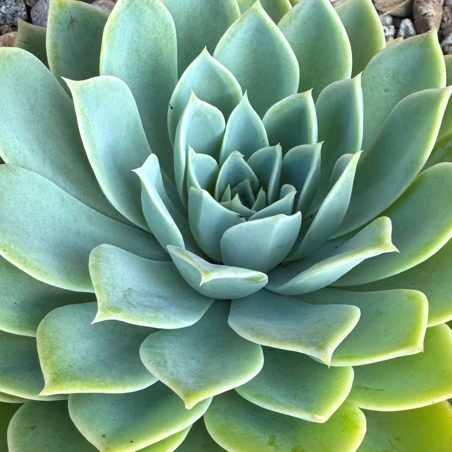 How the elements play in our being: an Ayurvedic based discussion