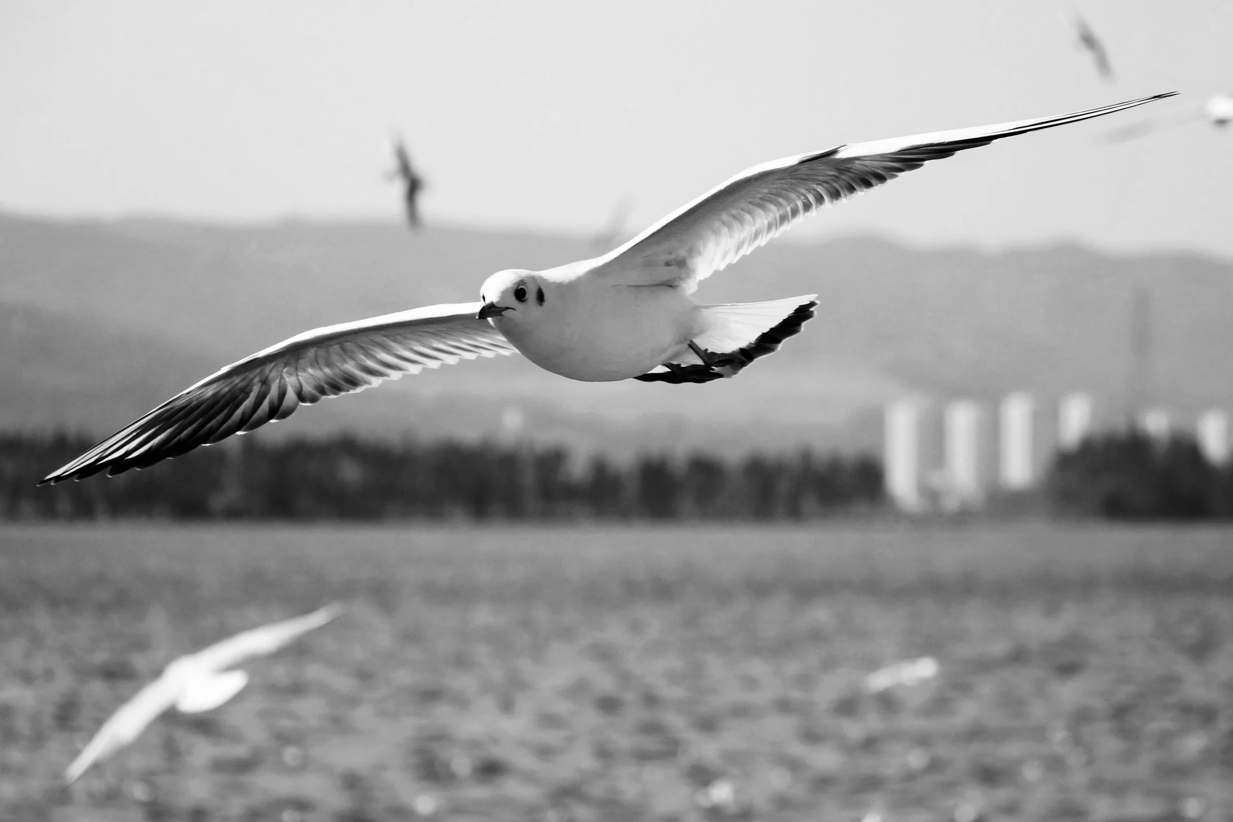 Grown and Almost Flown