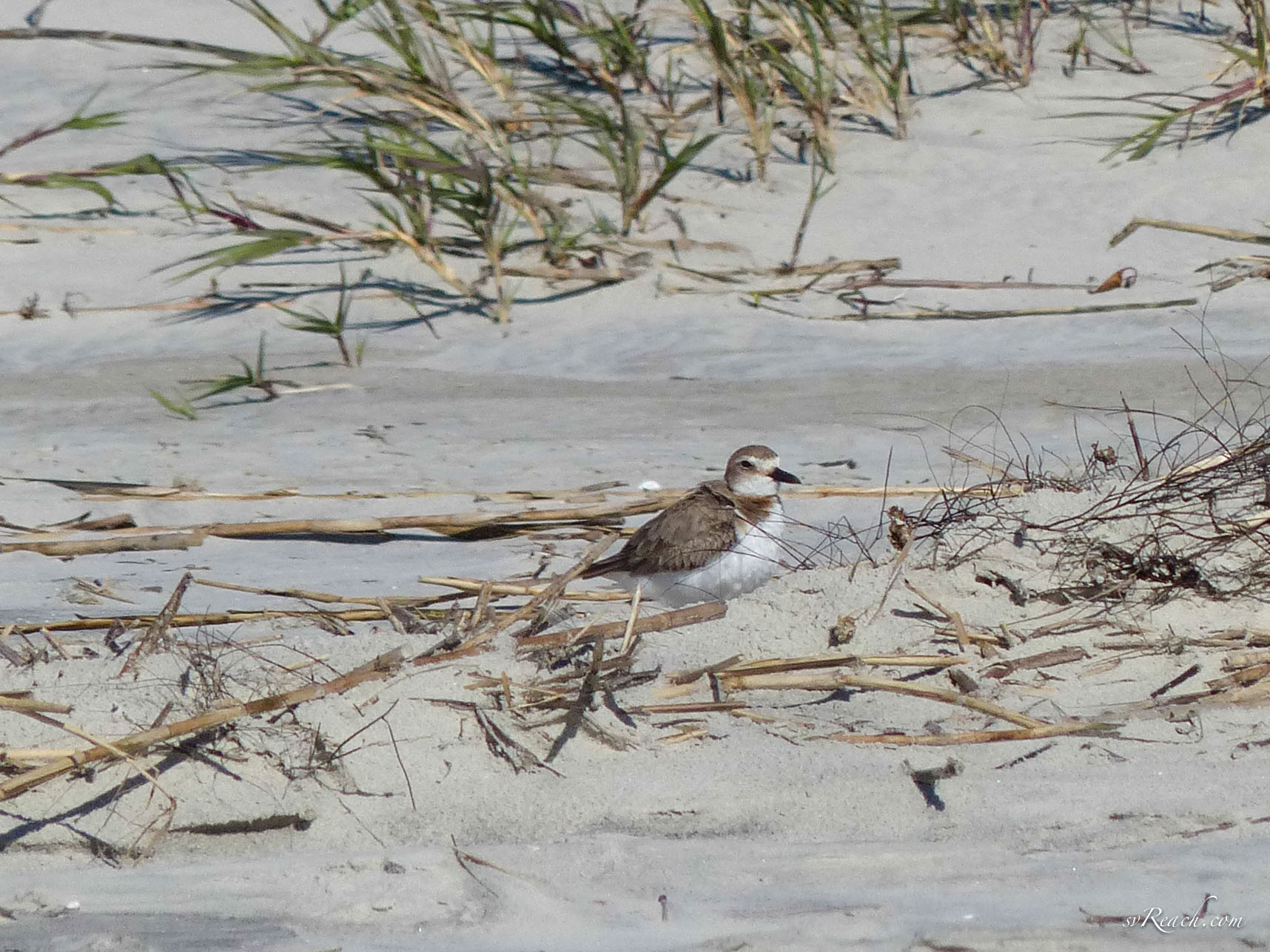 Female Wilson's plover