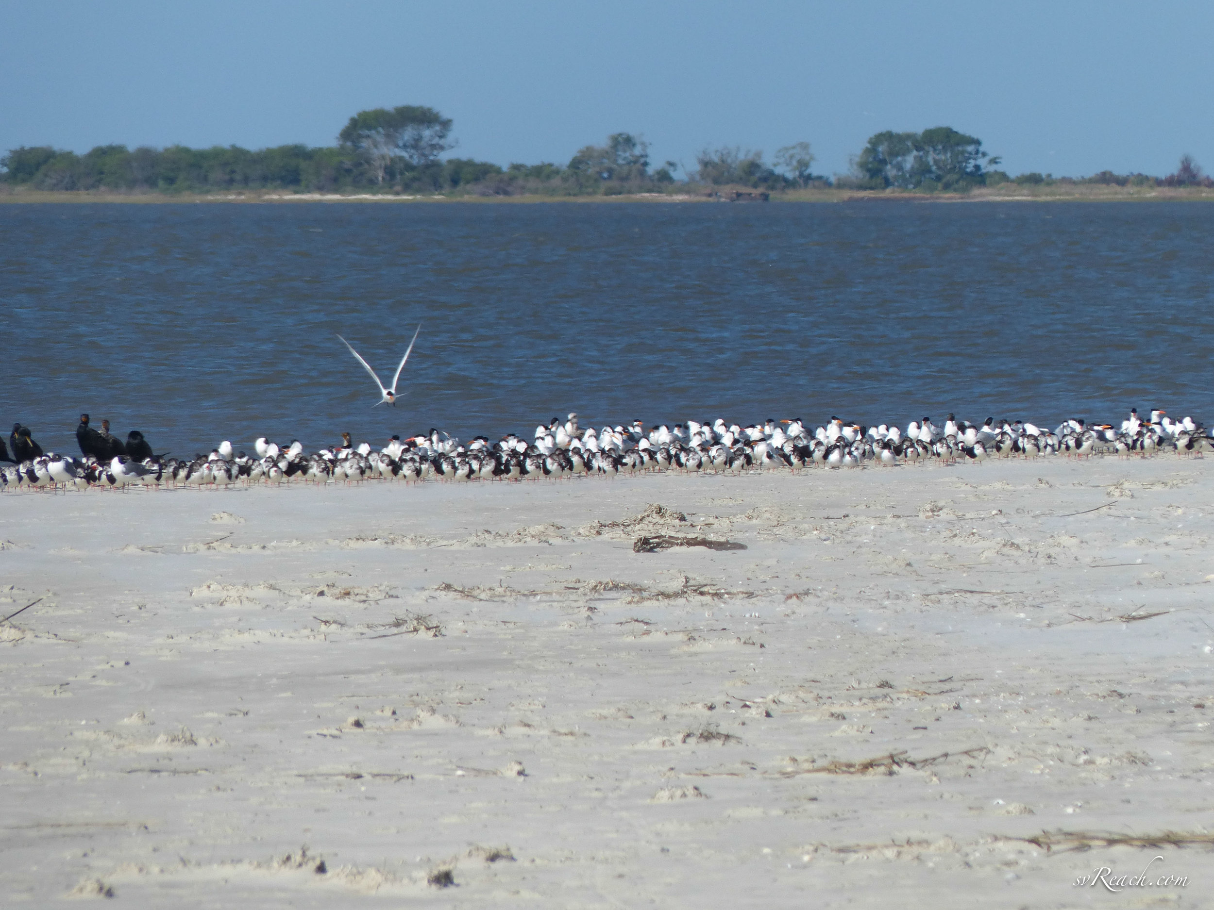 Skimmers