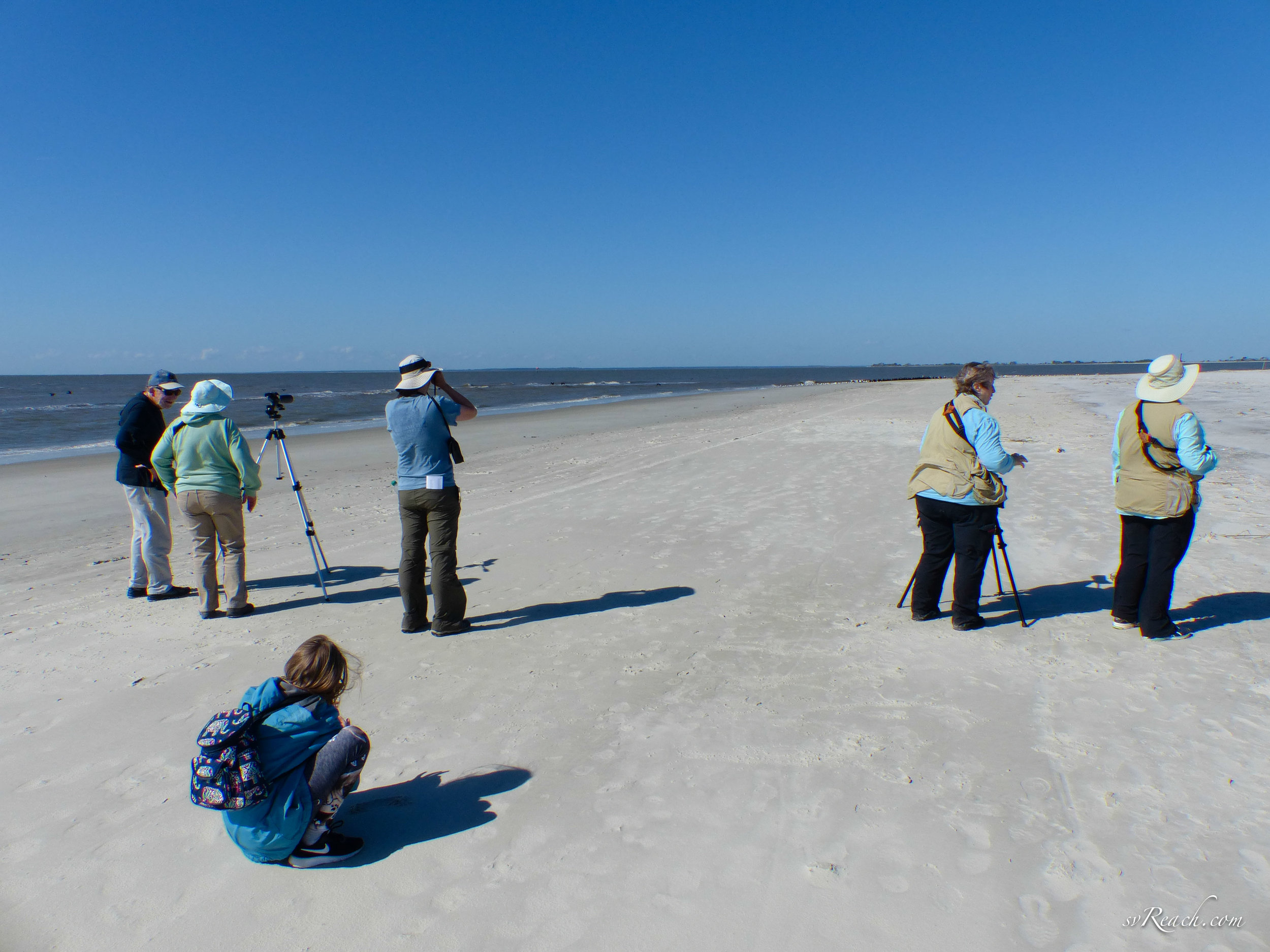 Watching shorebirds