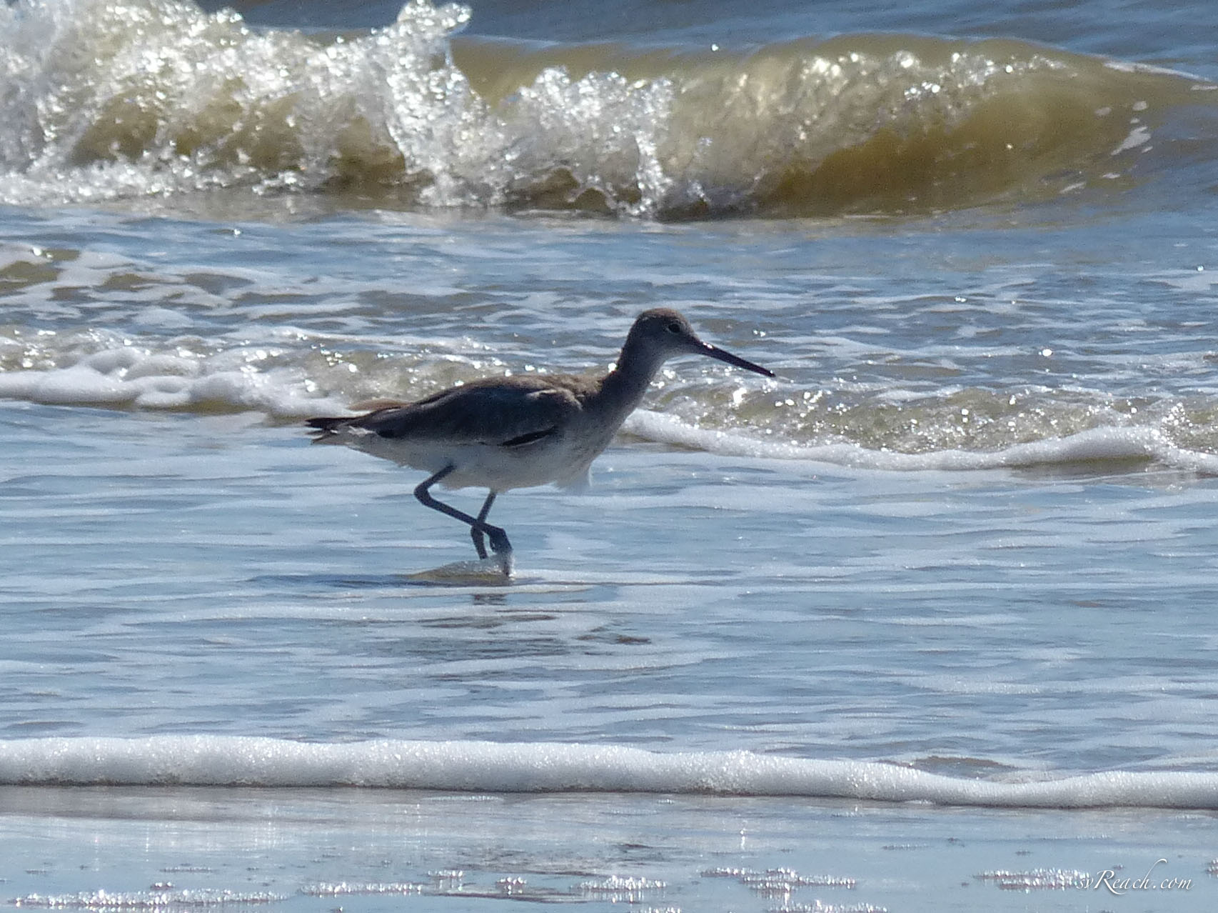 Willet