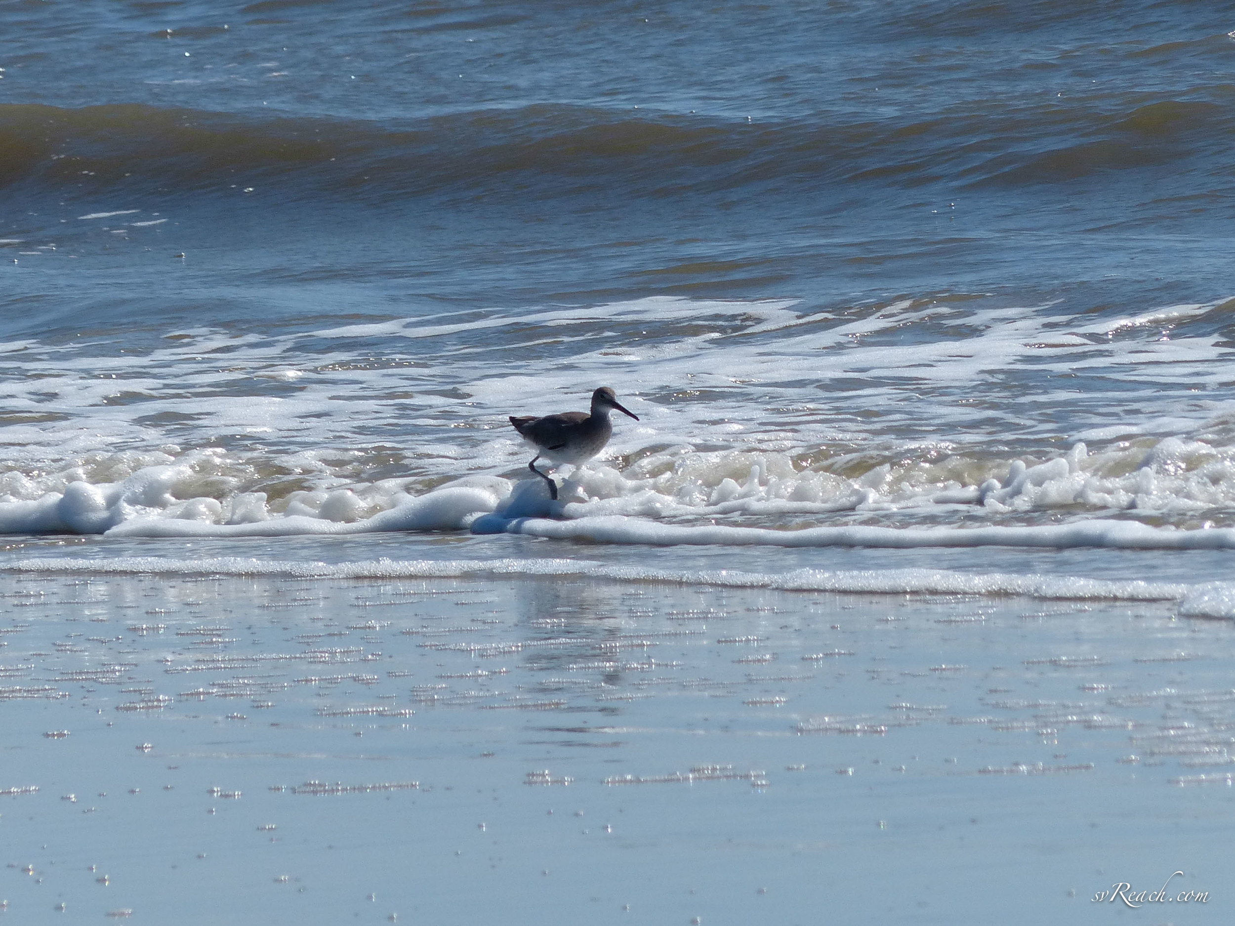 Willet wading