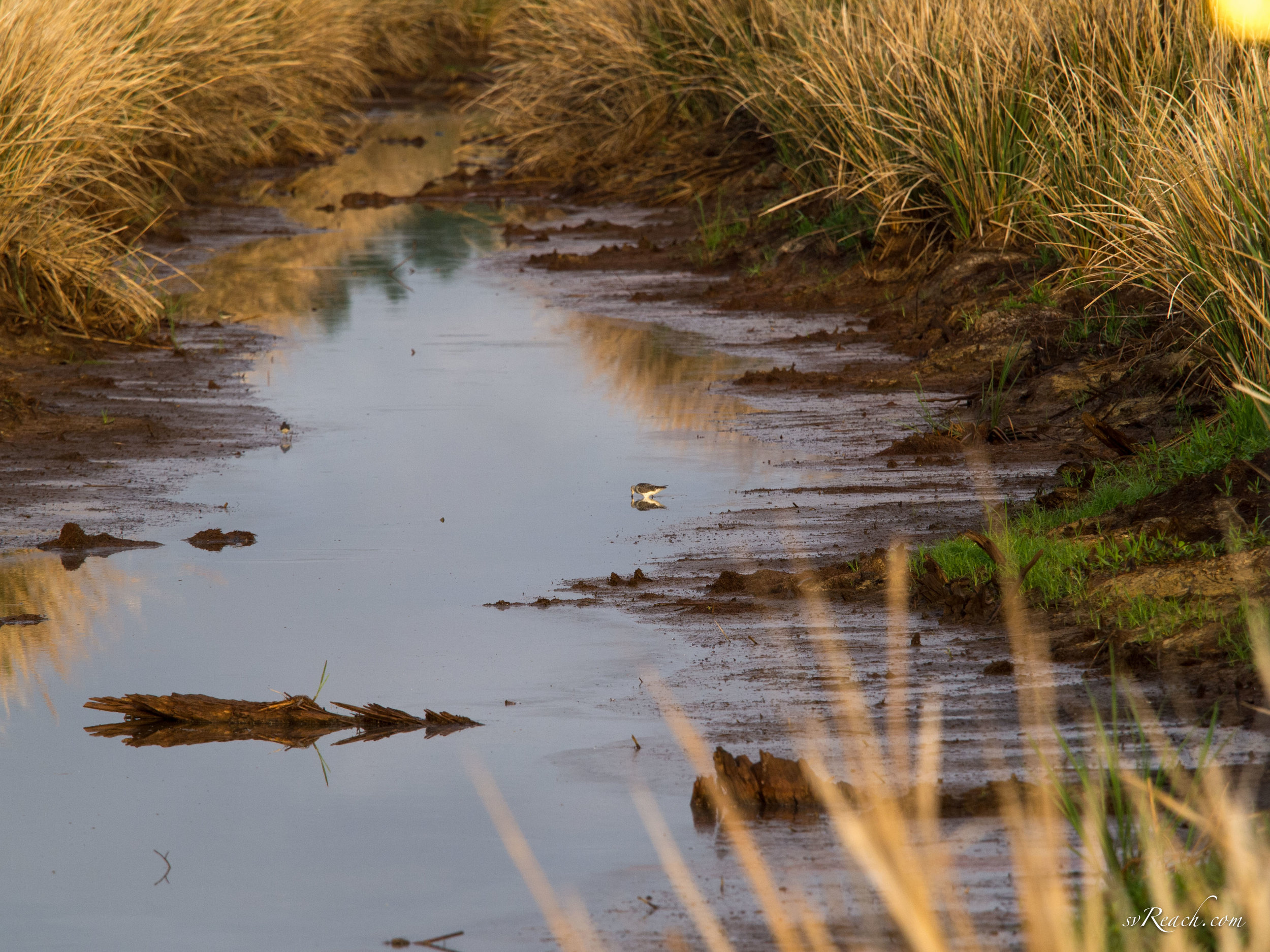 Solitary sandpiper