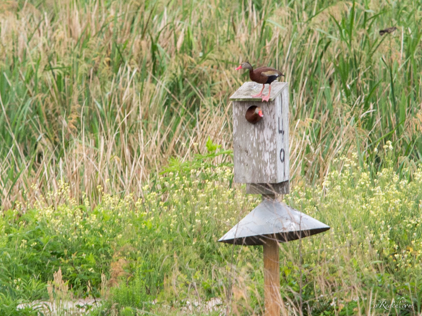 Black-bellied whistling ducks