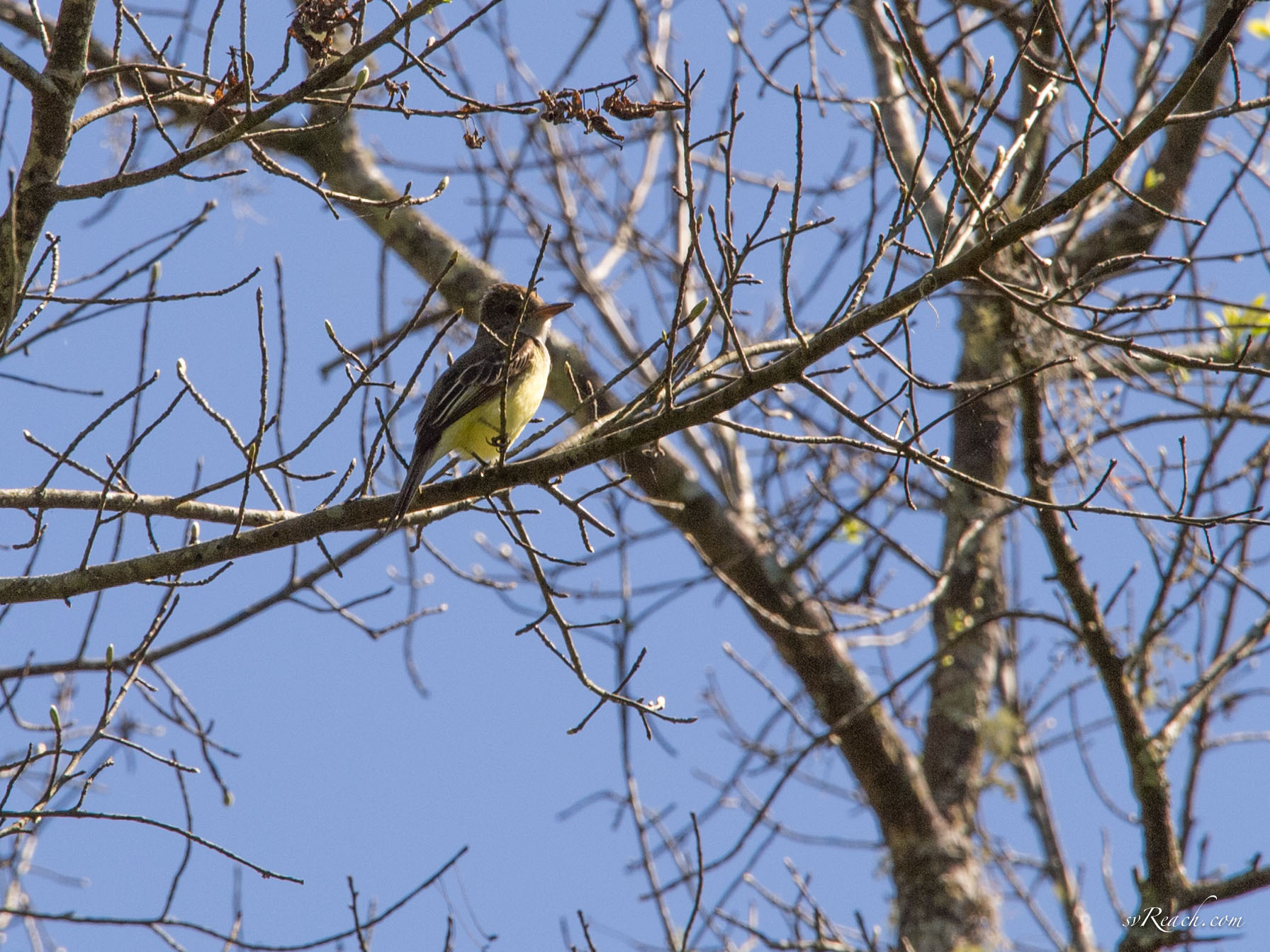 Greater crested flycatcher
