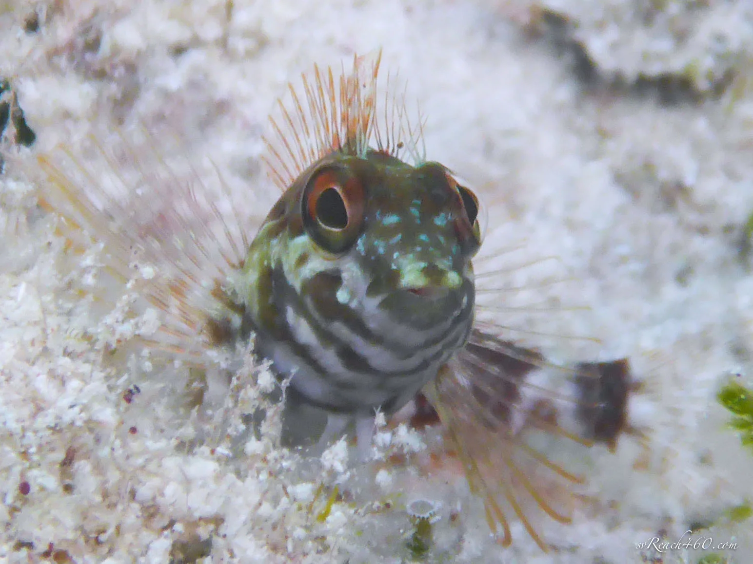 Saddled blenny