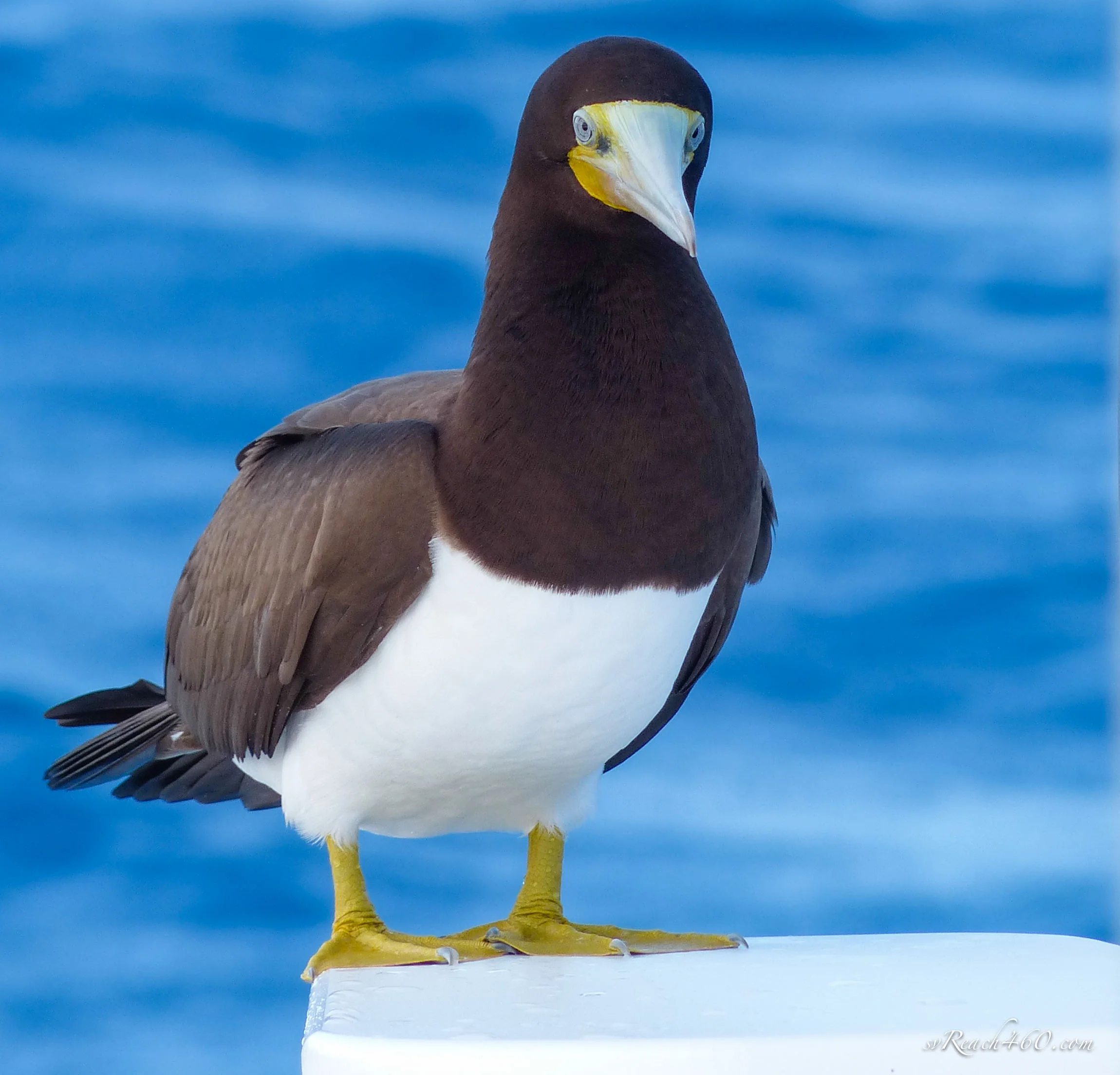 Brown booby