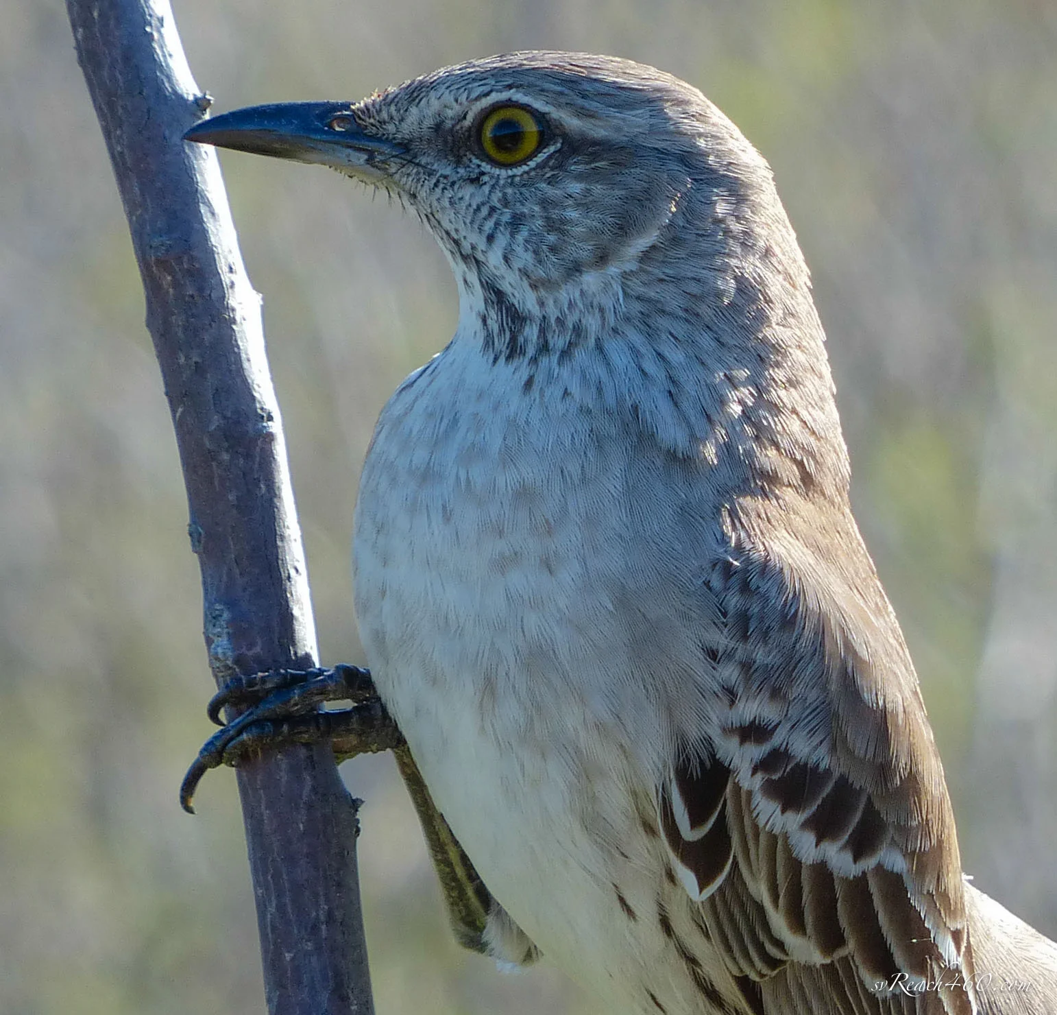 Bahama mockingbird