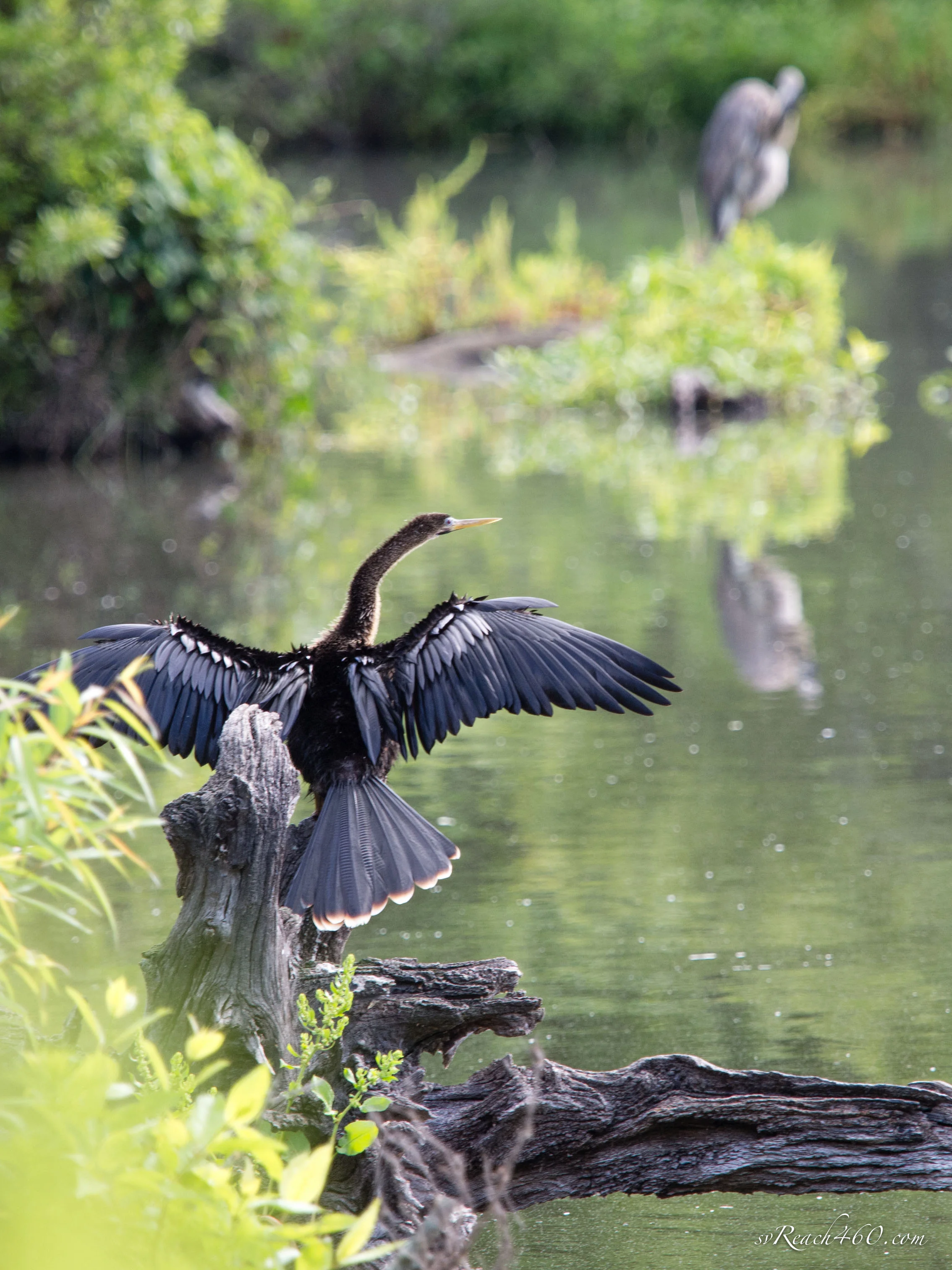 Anhinga with Great Blue Heron