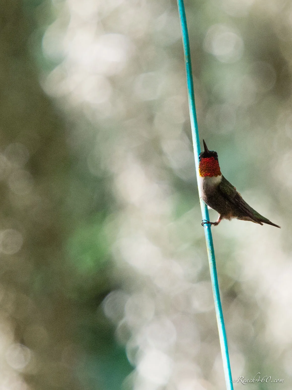 Ruby-throated hummingbird