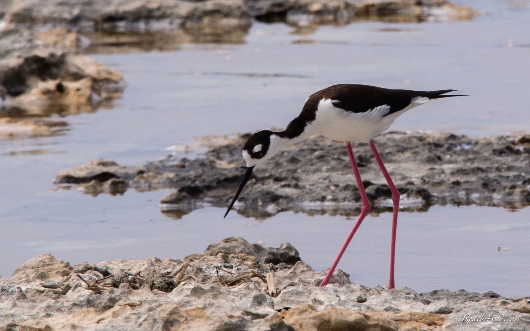 Black-necked stilt with eggs