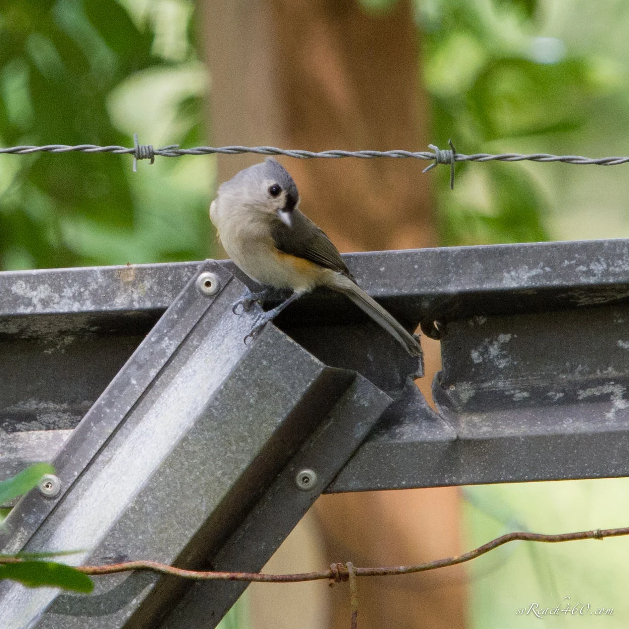 Tufted titmouse