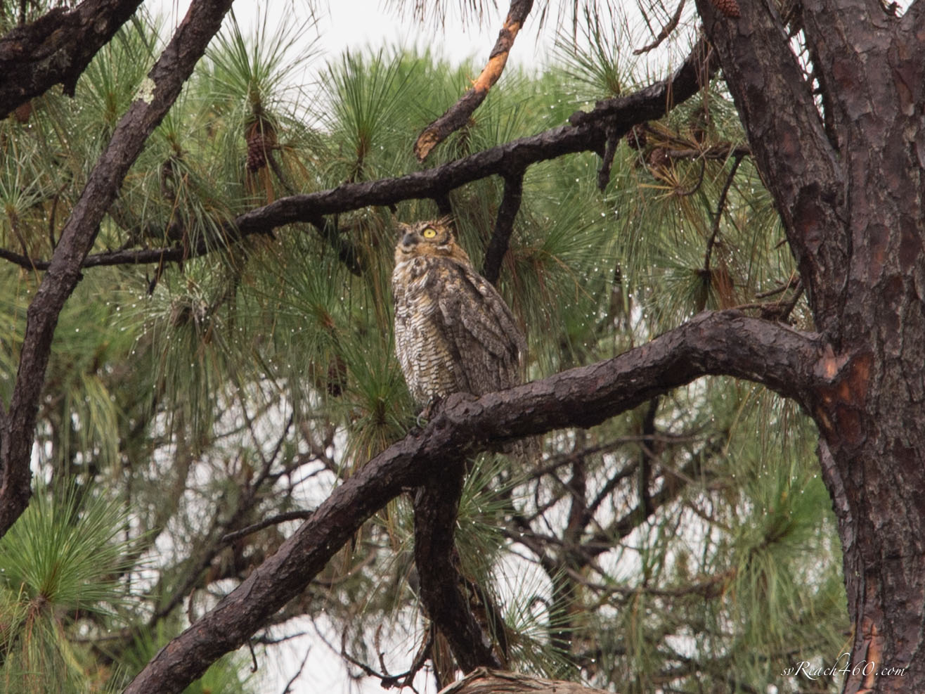 Great horned owl