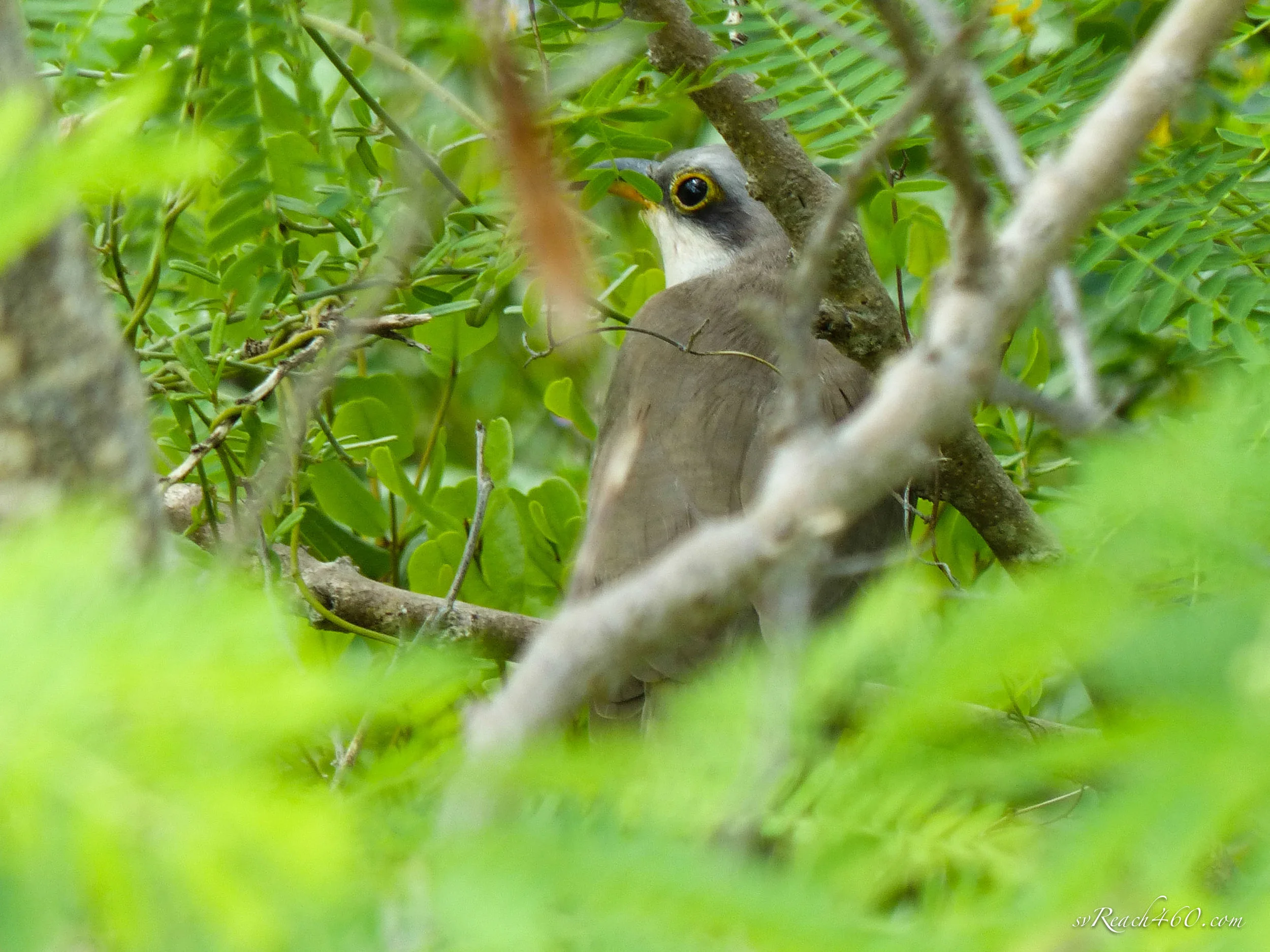 Mangrove cuckoo