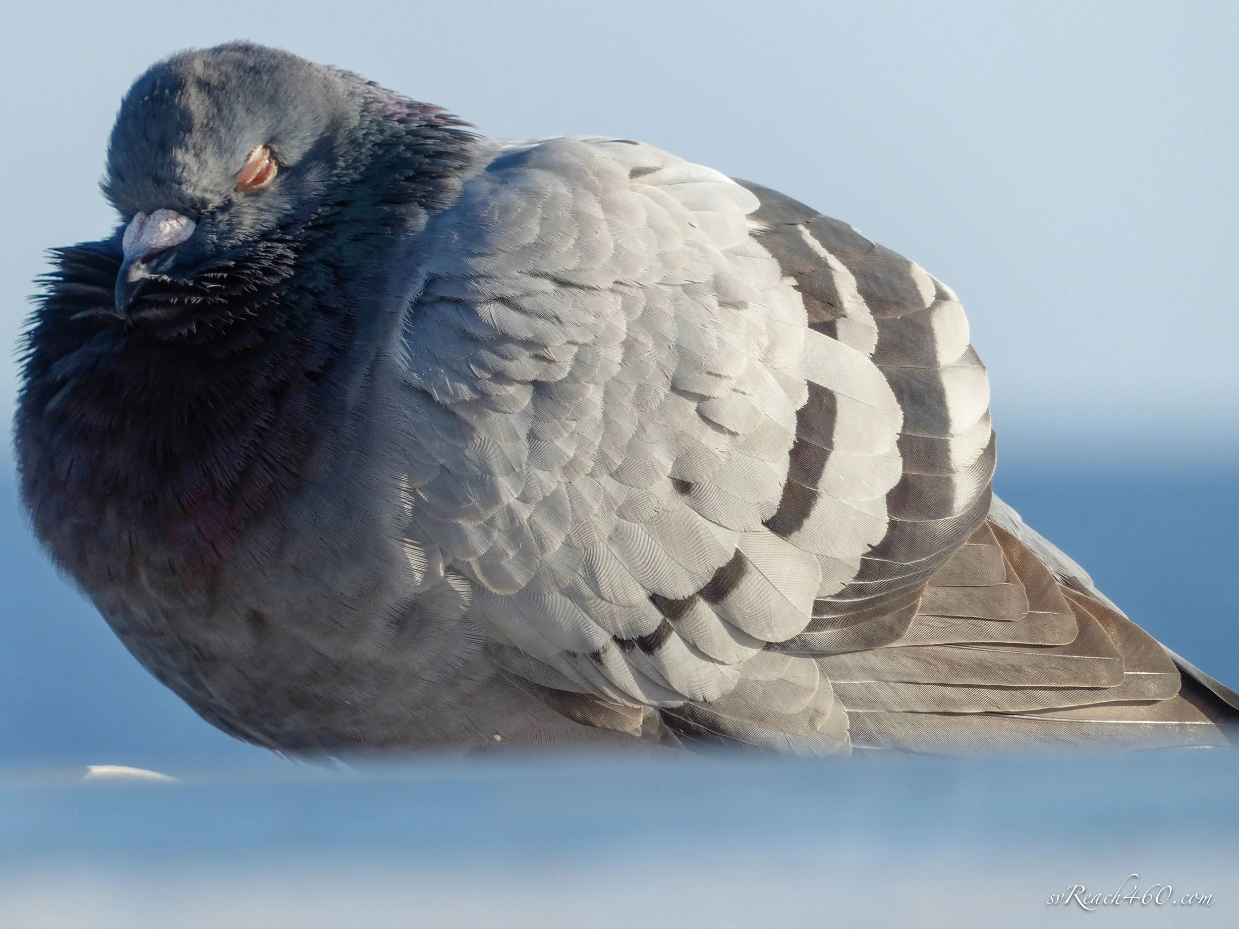 Pigeon hitching a ride