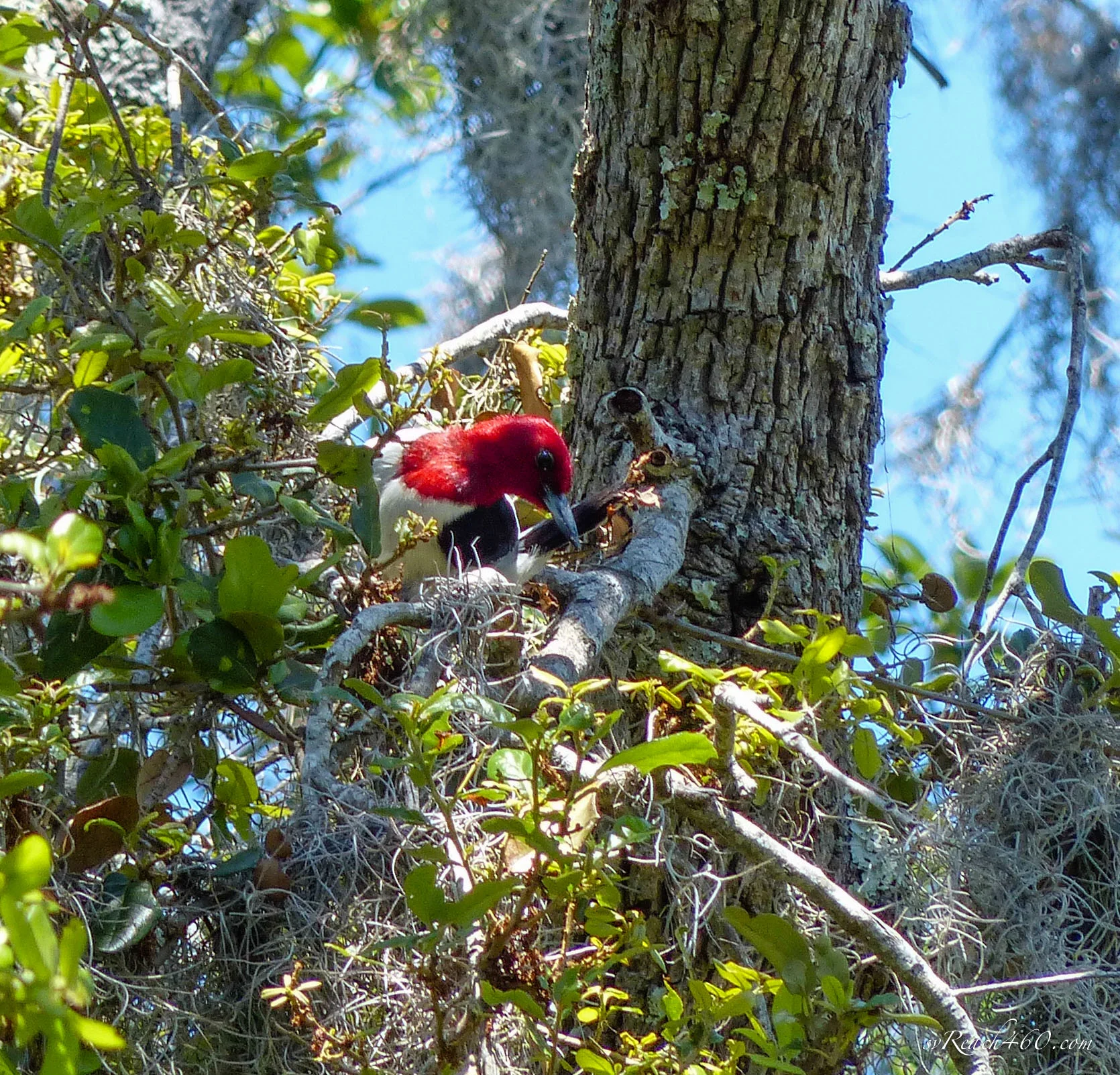 Red-headed woodpecker portrait