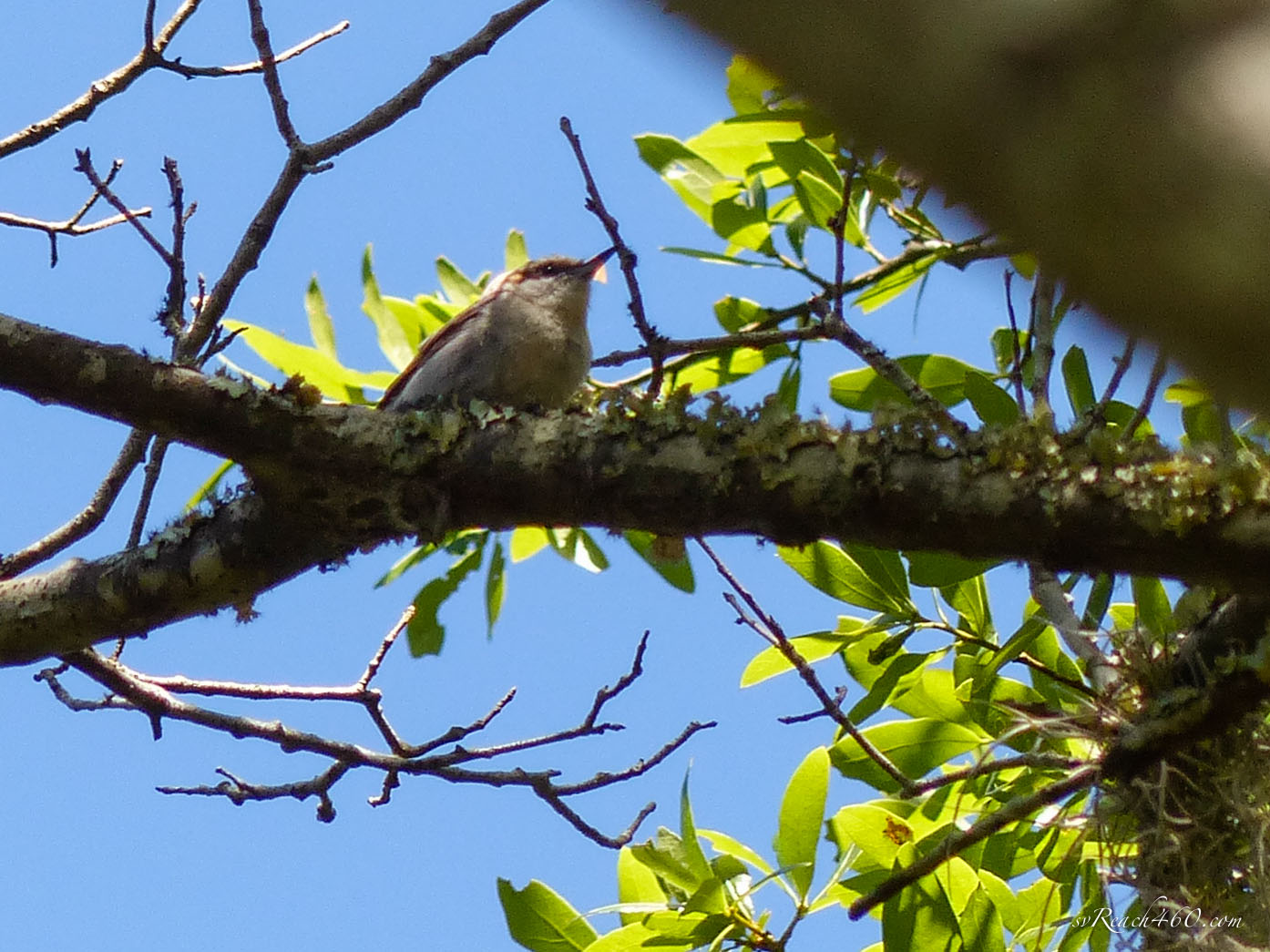 Brown-headed nuthatch