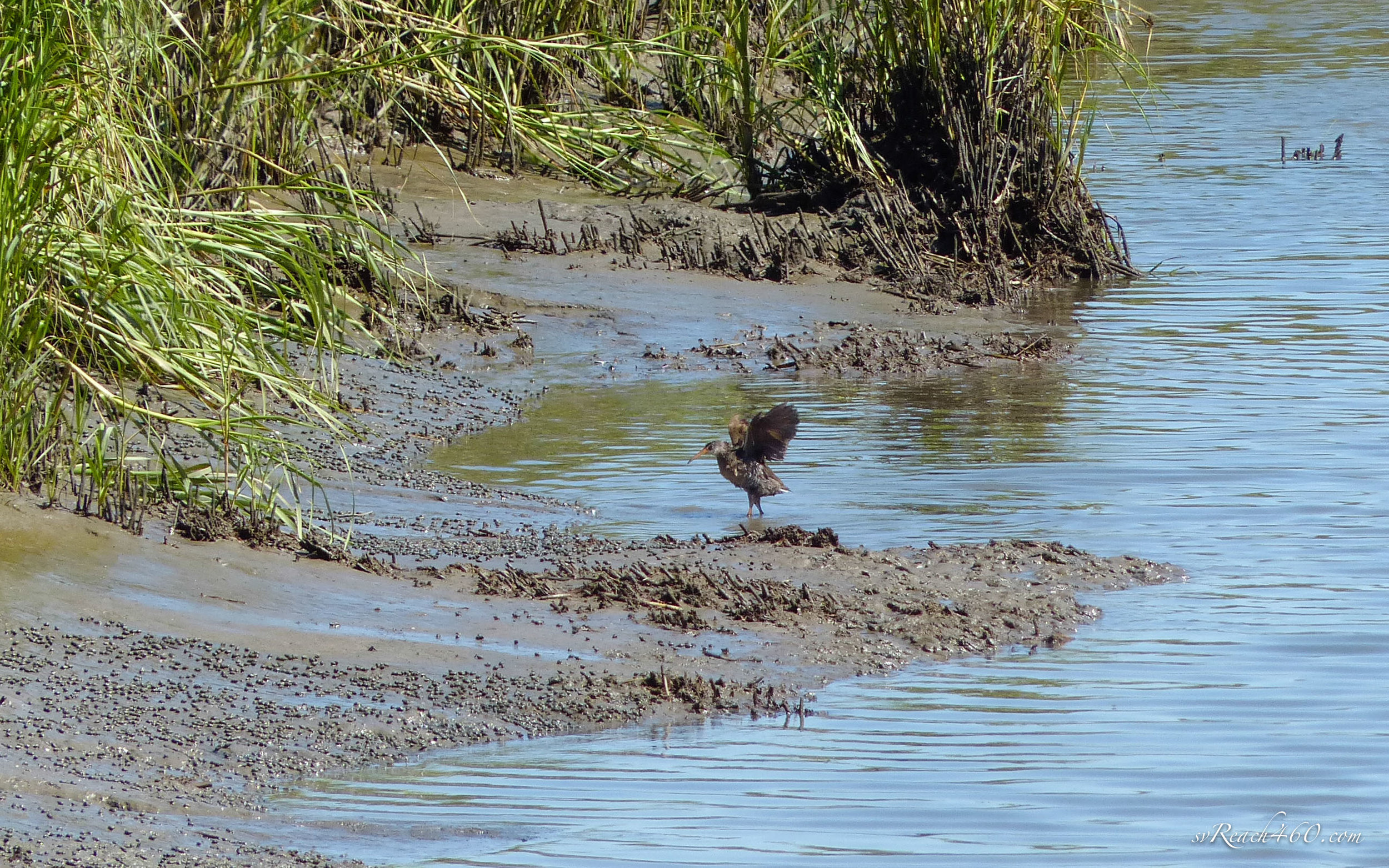 Clapper rail