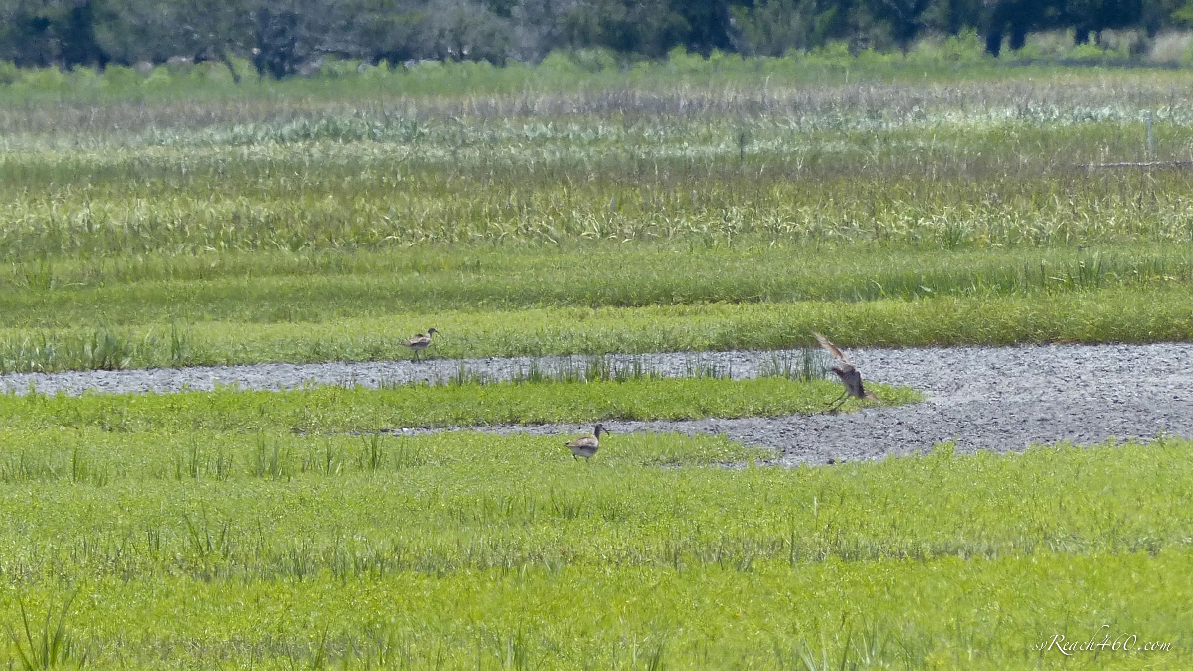 Whimbrels