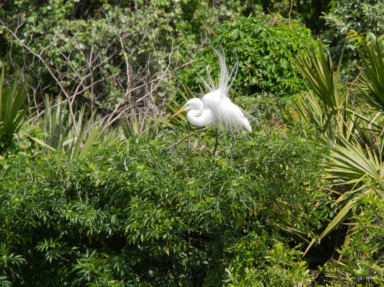 Great egret breeding plumage