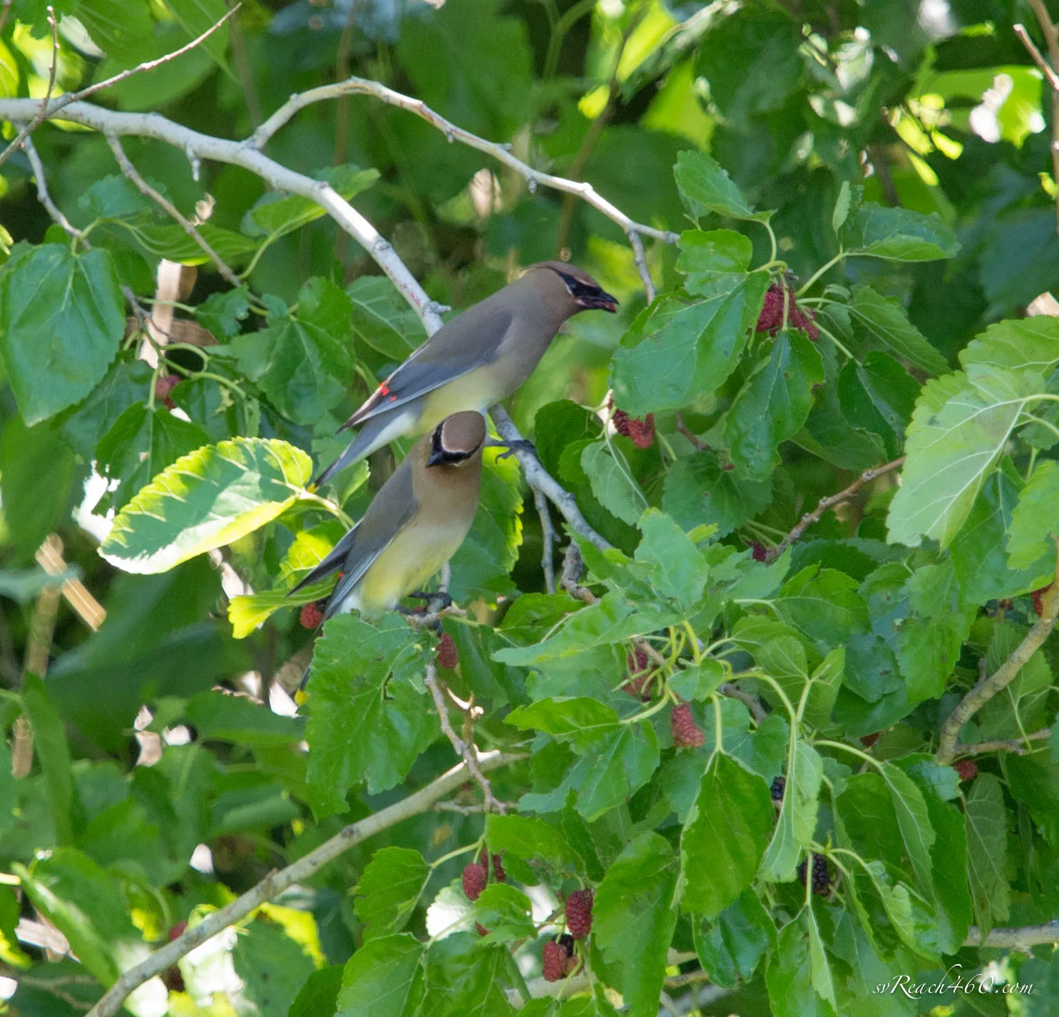 Cedar waxwings