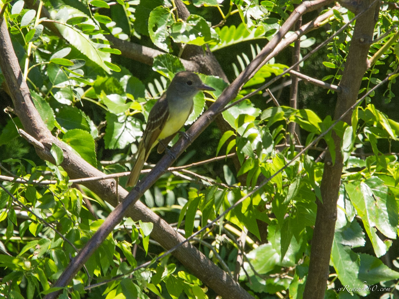 Great crested flycatcher