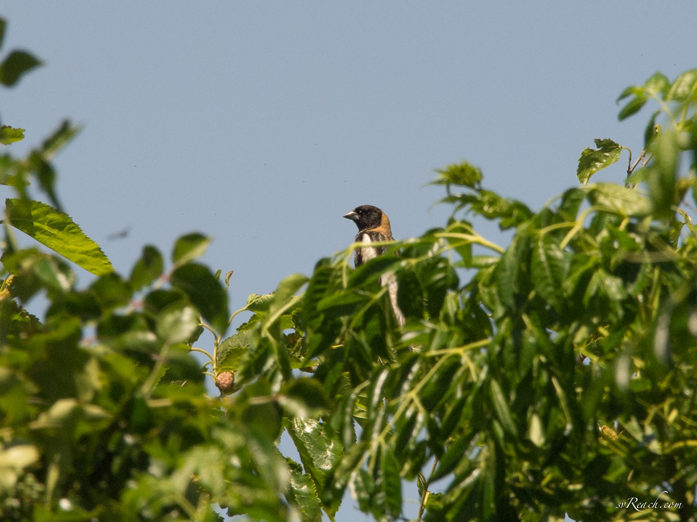 Bobolink