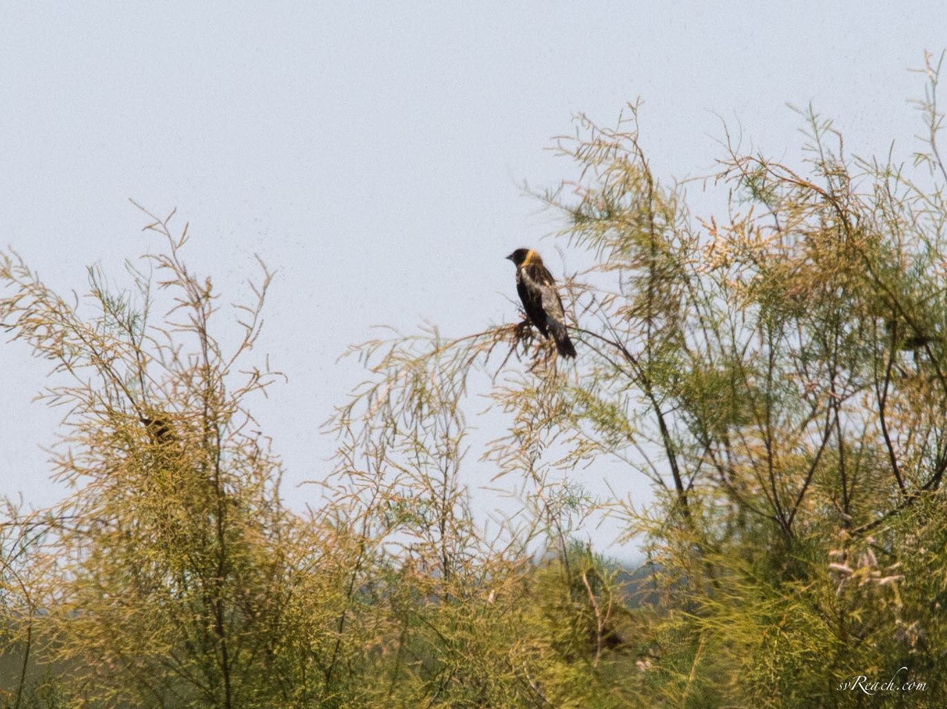 Bobolink