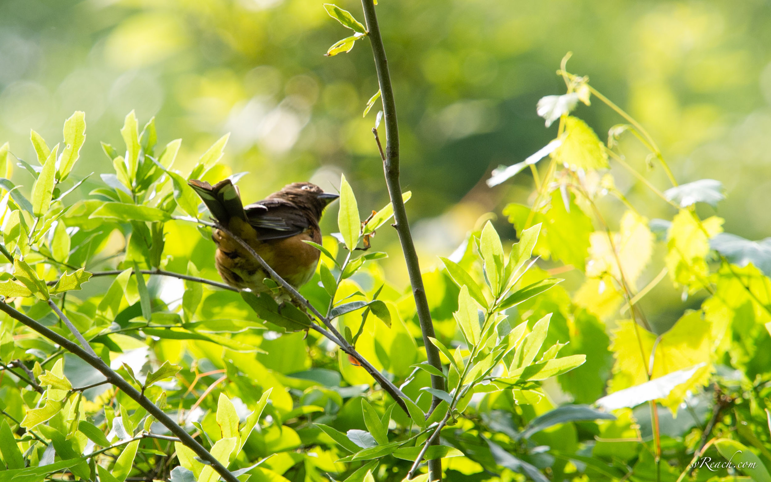 White-eyed Eastern towhee