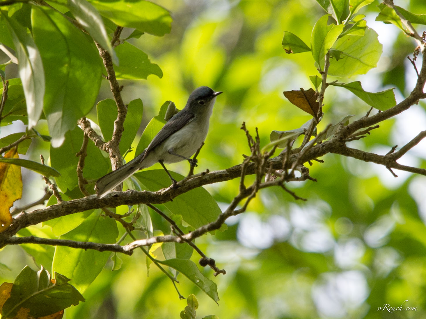 Blue-gray gnatcatcher