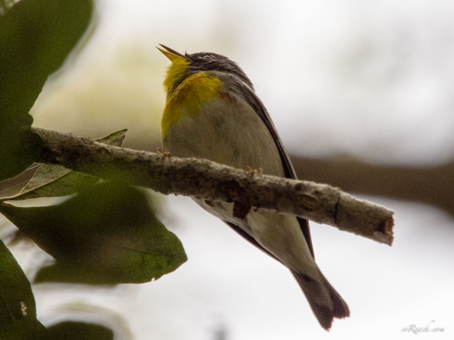 Northern parula