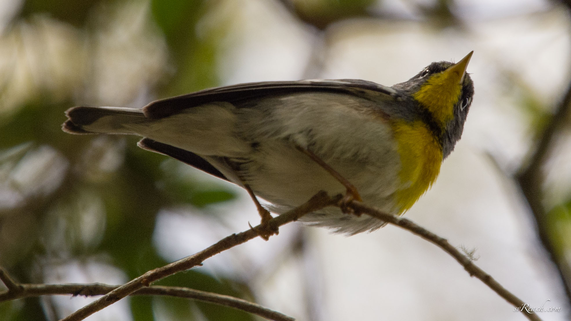 Northern parula