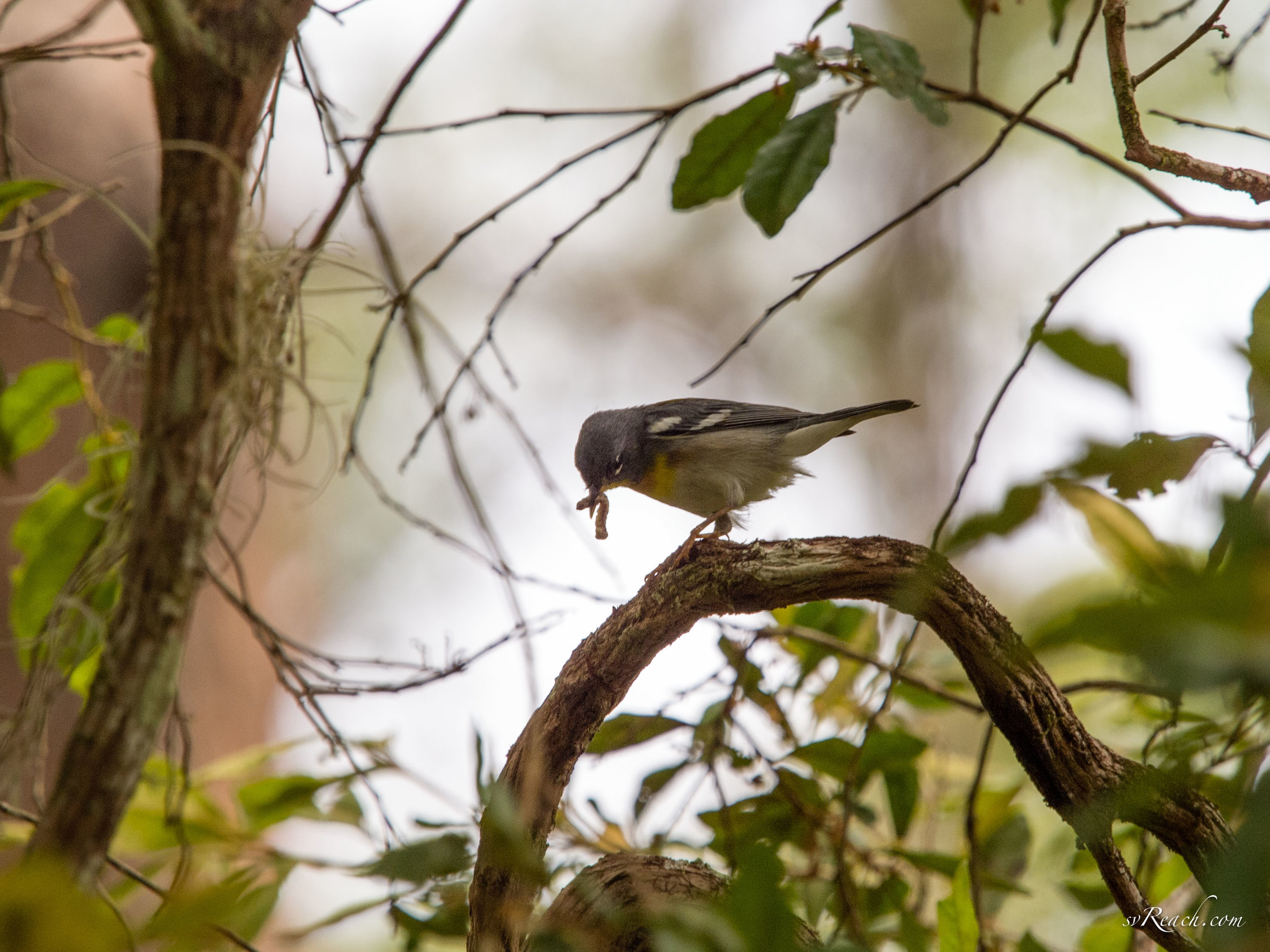 Norther parula feeding